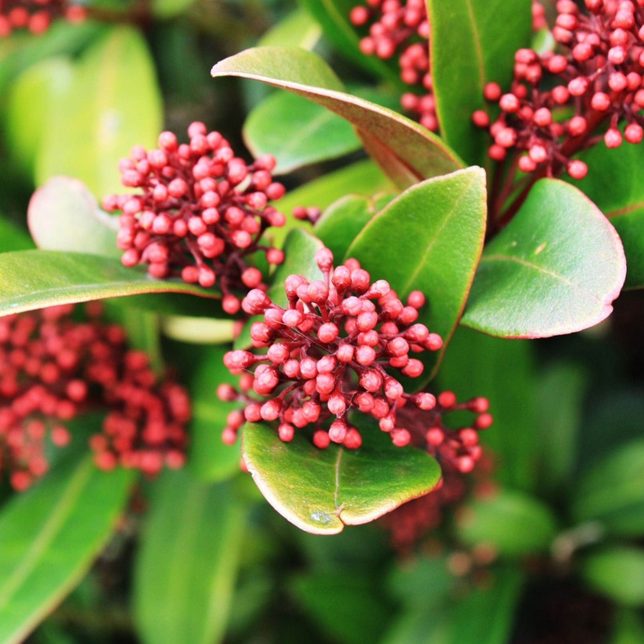 Rød Skimmia - Sæt med 2 - Skimmia japonica 'Rubella'