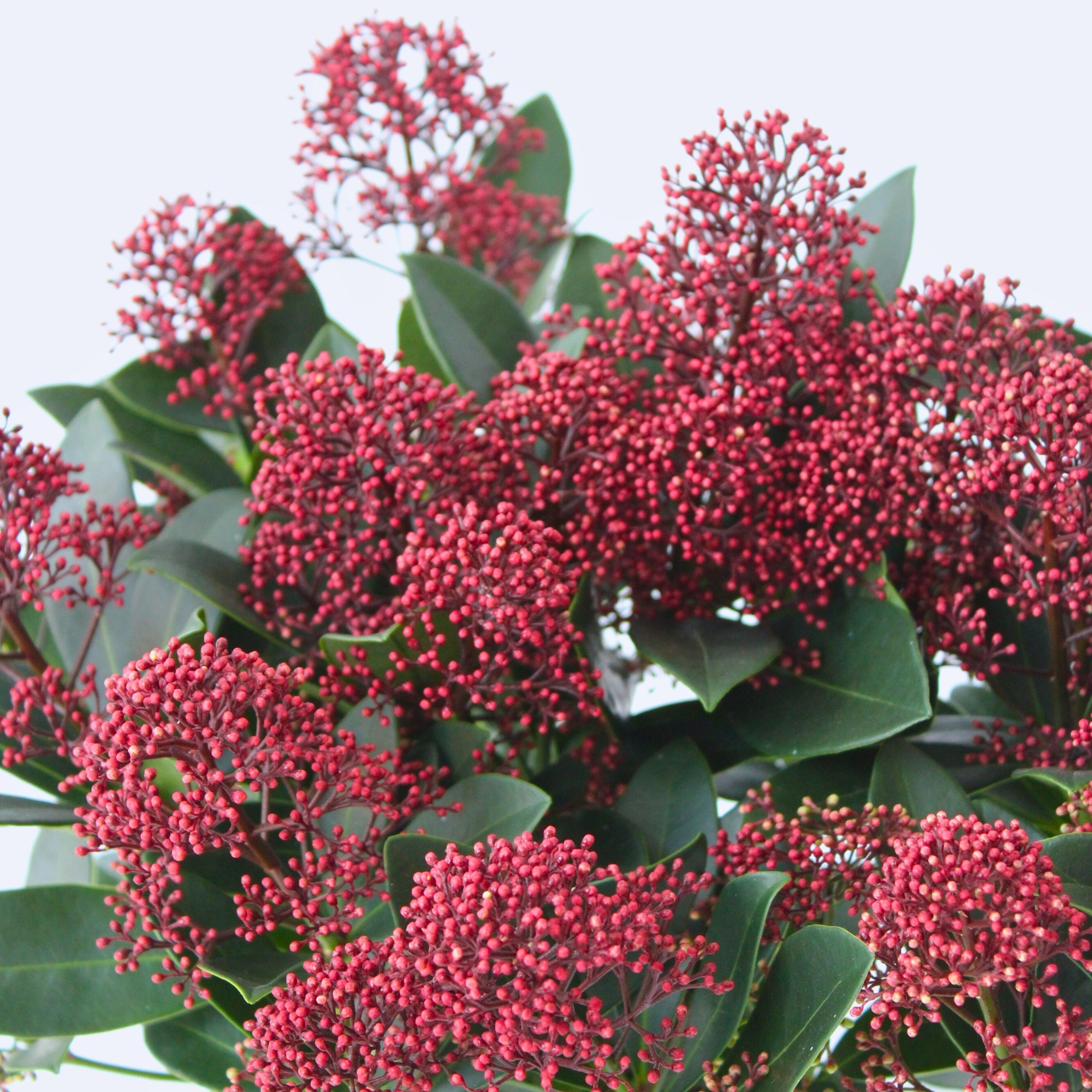 Rød Skimmia - Sæt med 2 - Skimmia japonica 'Rubella'