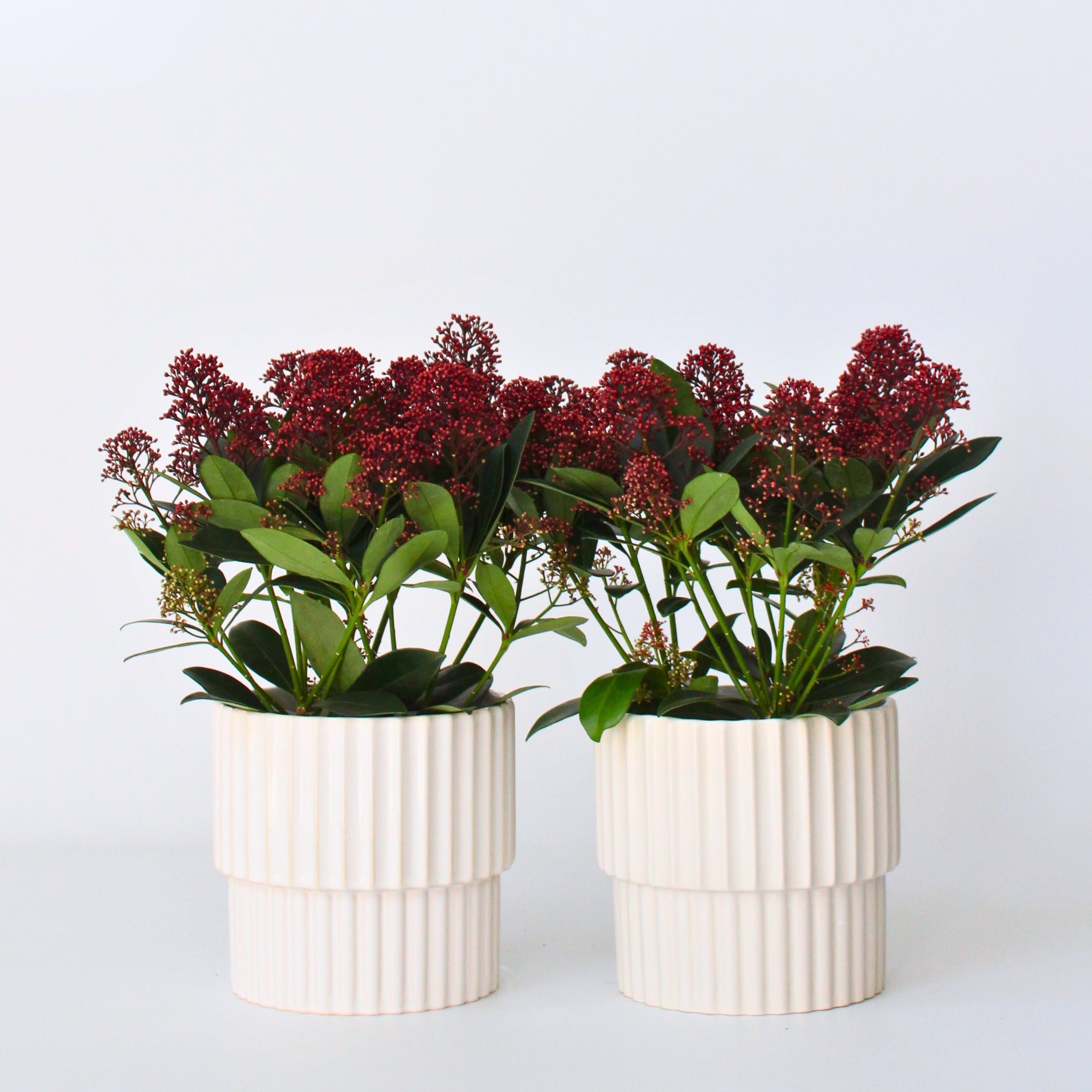 Rød Skimmia - Sæt med 2 - Skimmia japonica 'Rubella'