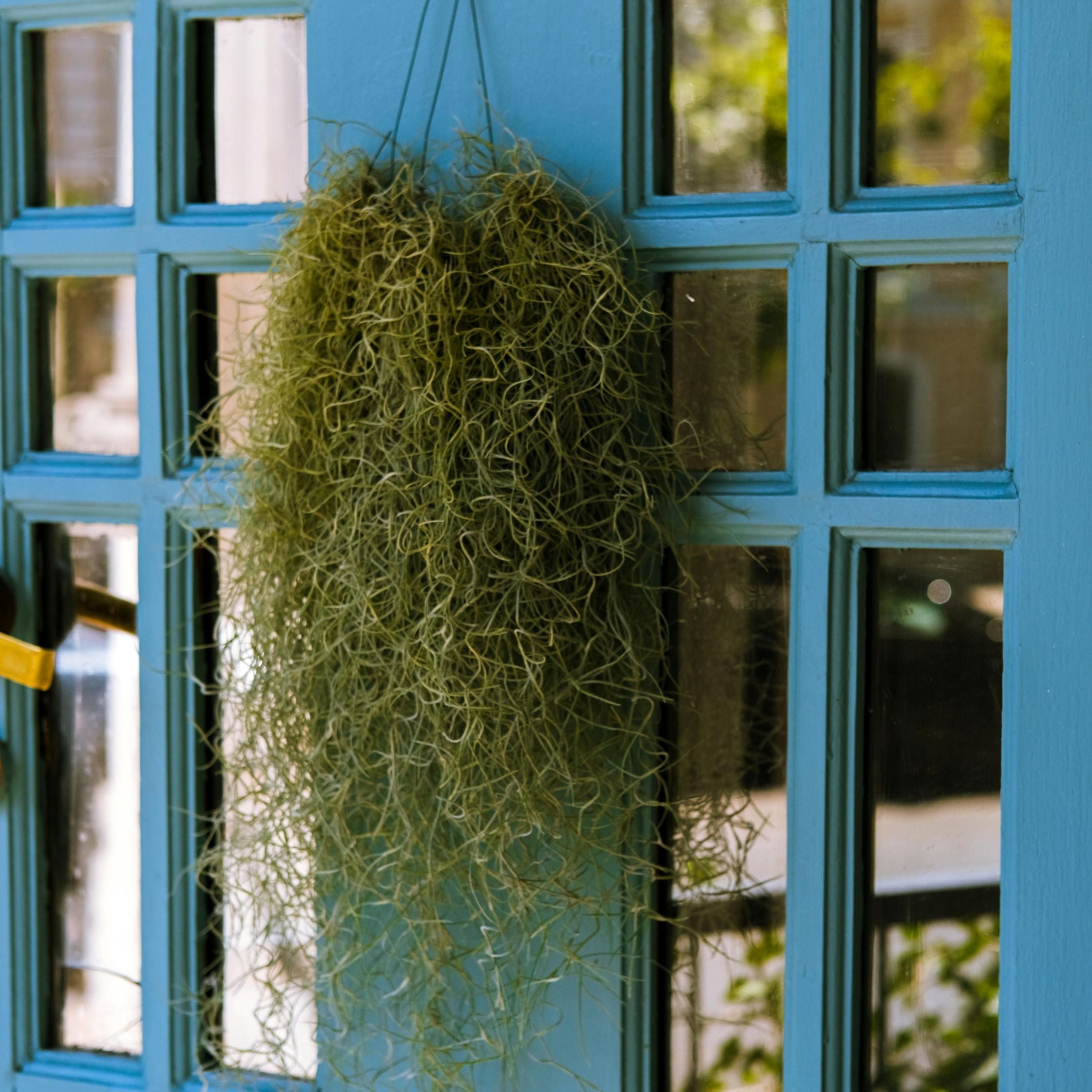 Spansk mos - Sæt med 3 - Tillandsia usneoides