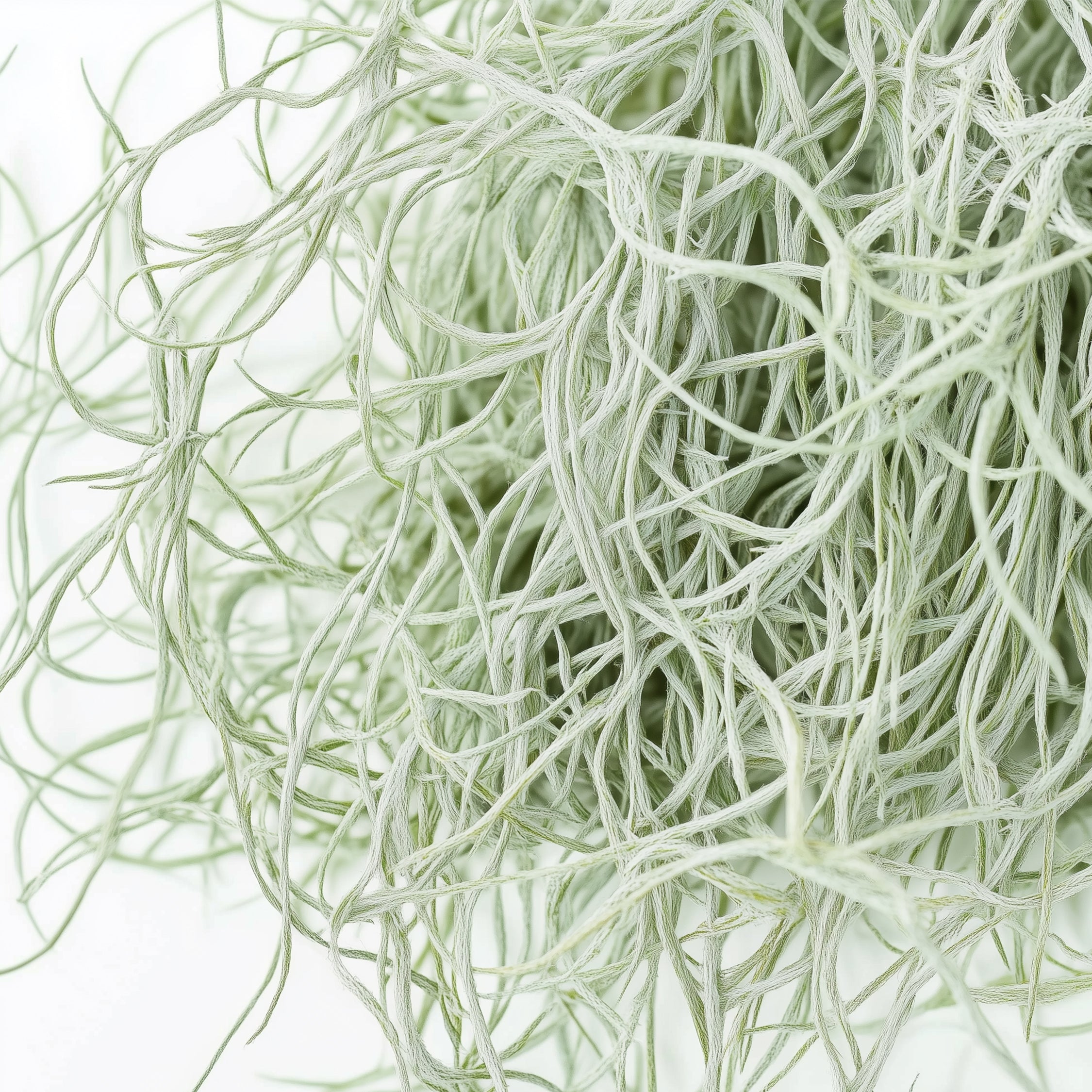 Spansk mos - Sæt med 3 - Tillandsia usneoides