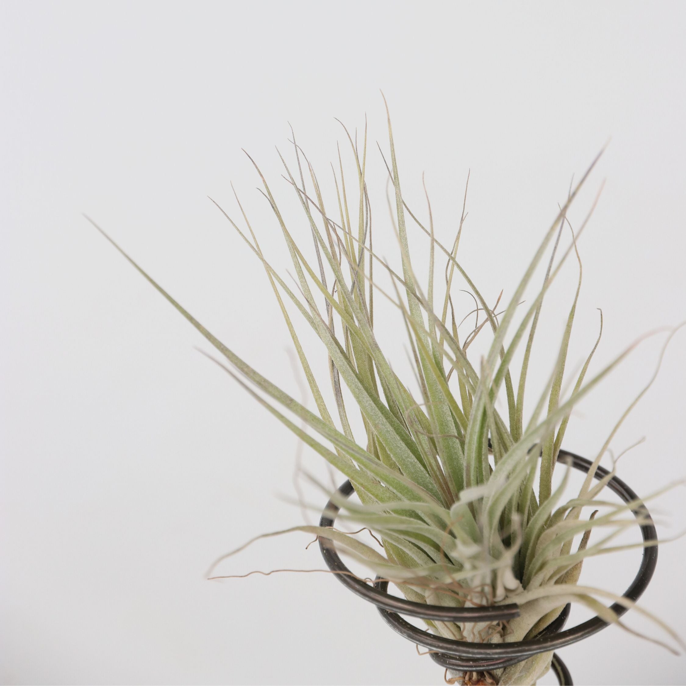 Luftplante på spiral - Sæt med 3 - Tillandsia