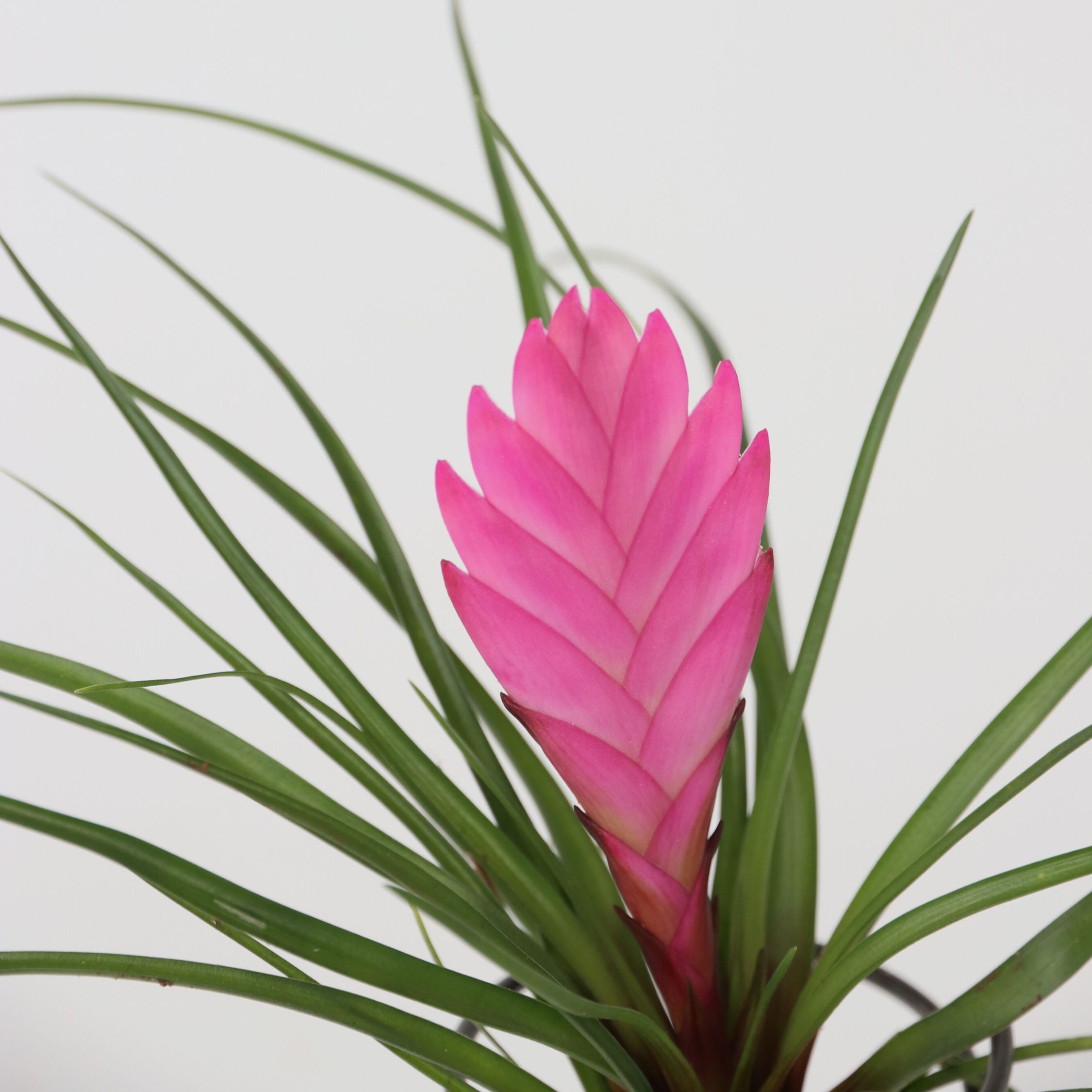 Luftplante på spiral - Sæt med 3 - Tillandsia