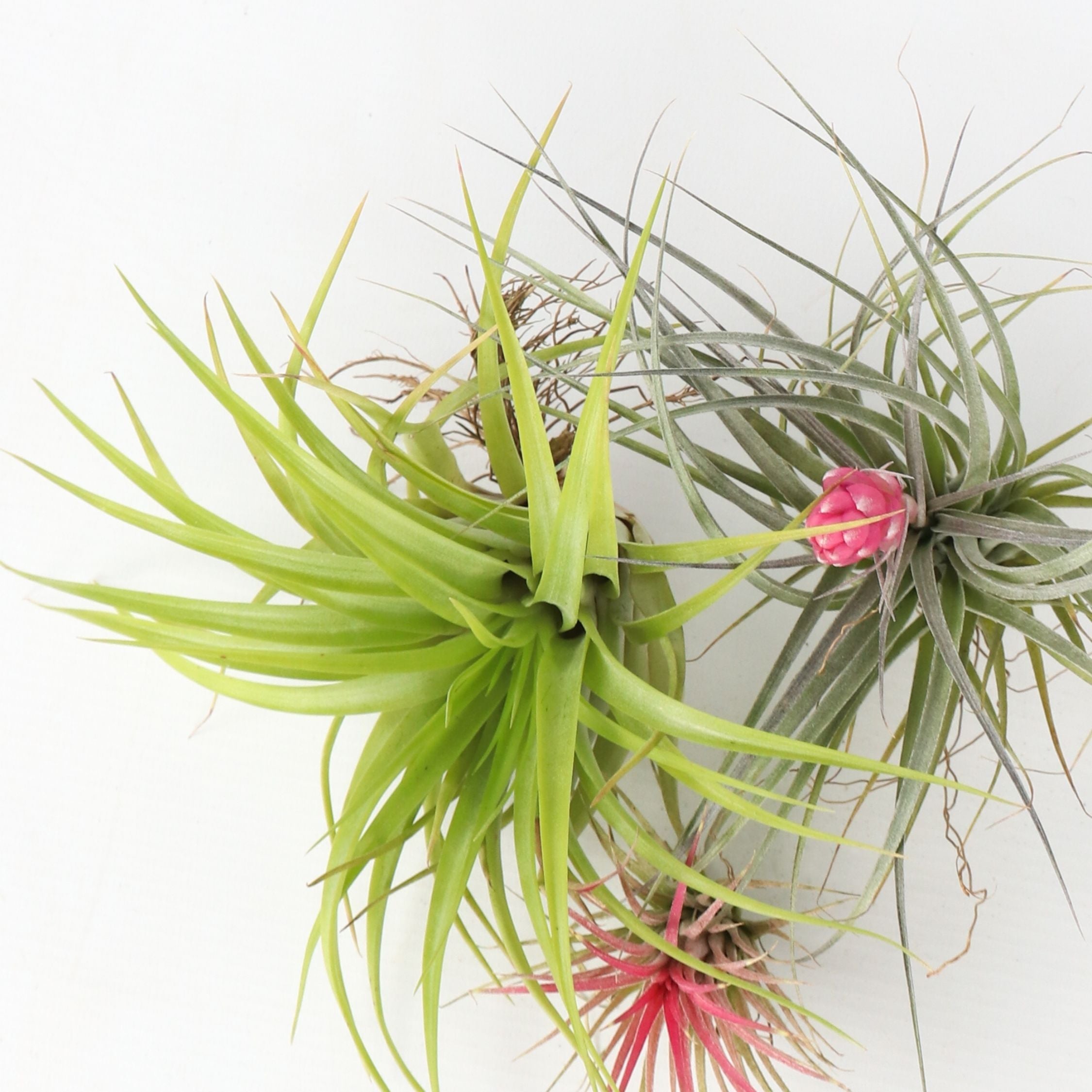 Luftplanter - Sæt med 6 - Tillandsia