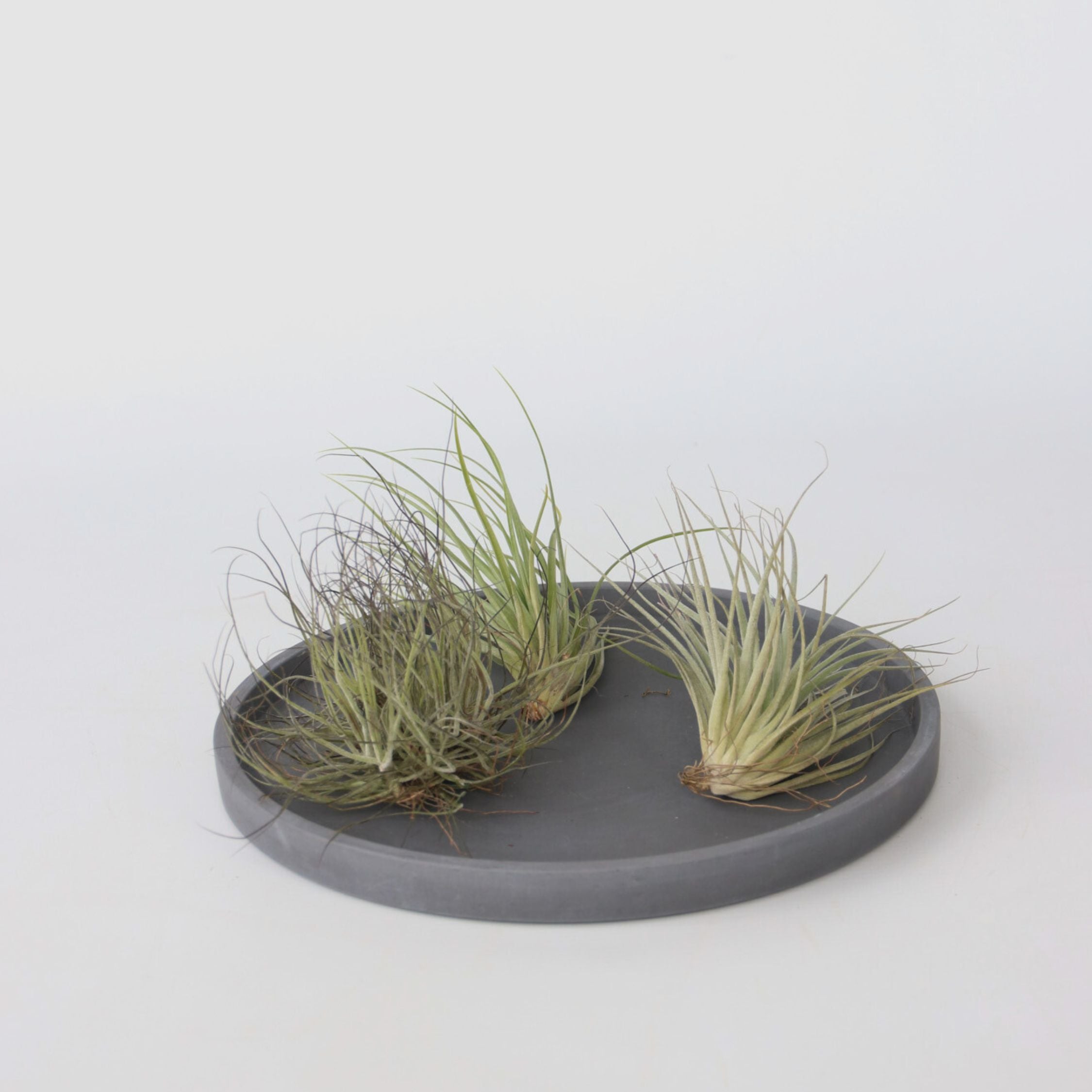 Luftplanter - Sæt med 6 - Tillandsia