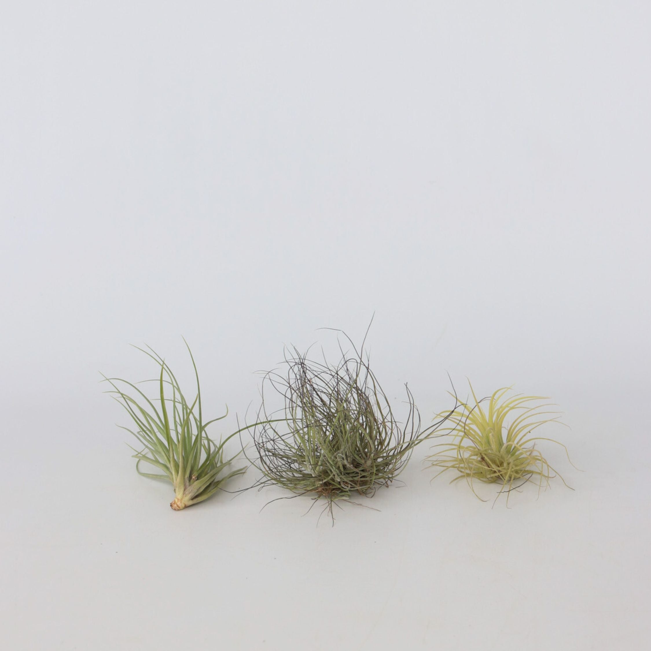 Luftplanter - Sæt med 6 - Tillandsia