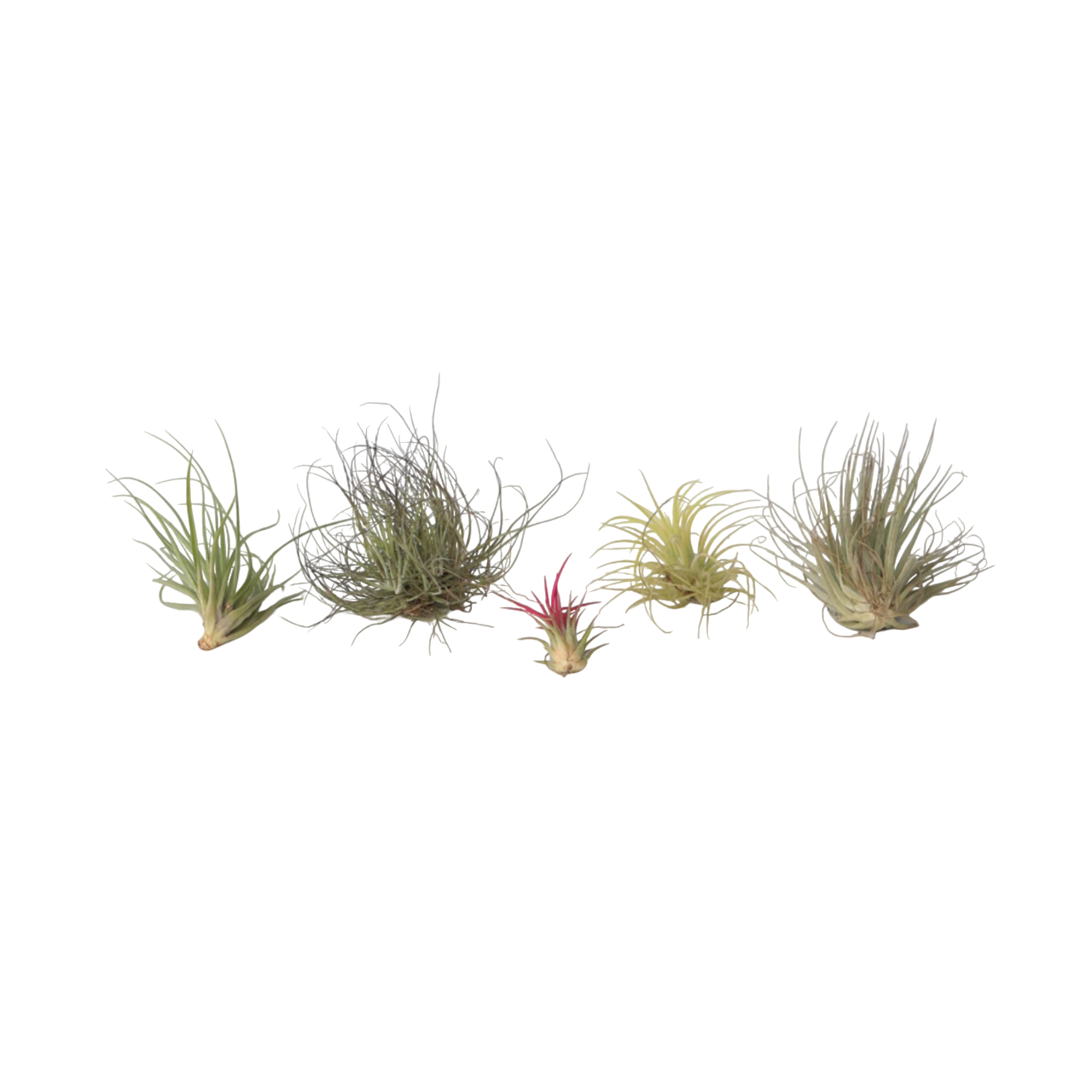 Luftplanter - Sæt med 6 - Tillandsia
