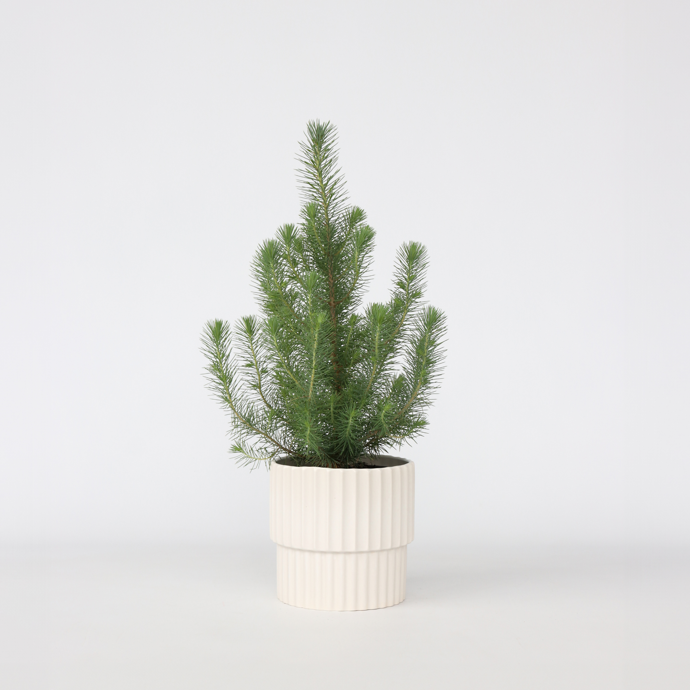 Dværg bjergfyr - Pinus Pinea 'Silver Crest'