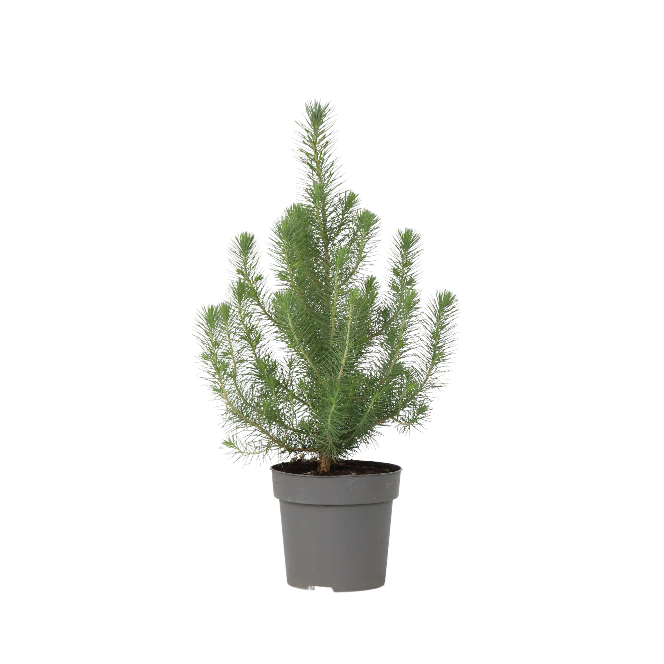 Dværg bjergfyr - Pinus Pinea 'Silver Crest'