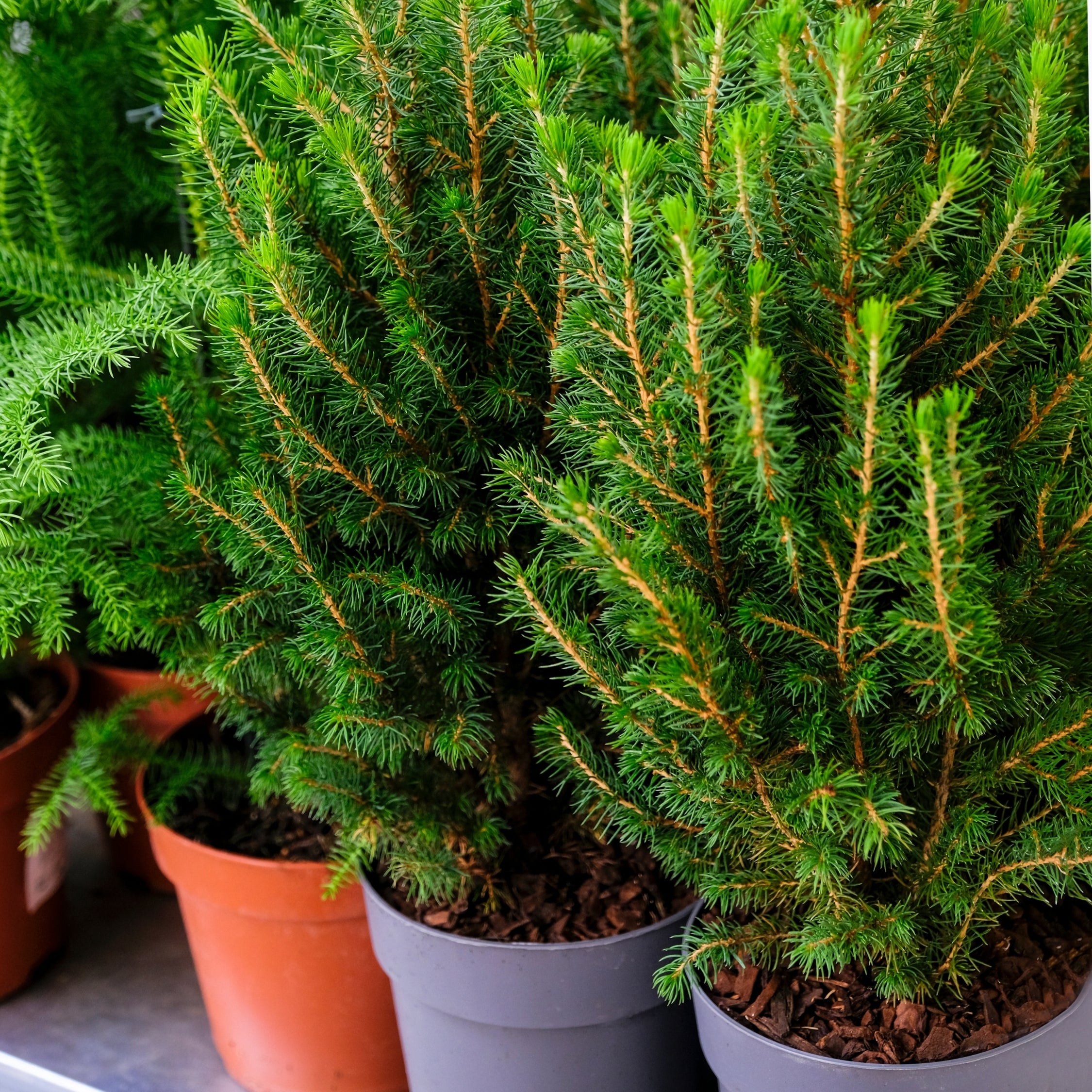 Sukkertopgran - Picea glauca conica 'December'