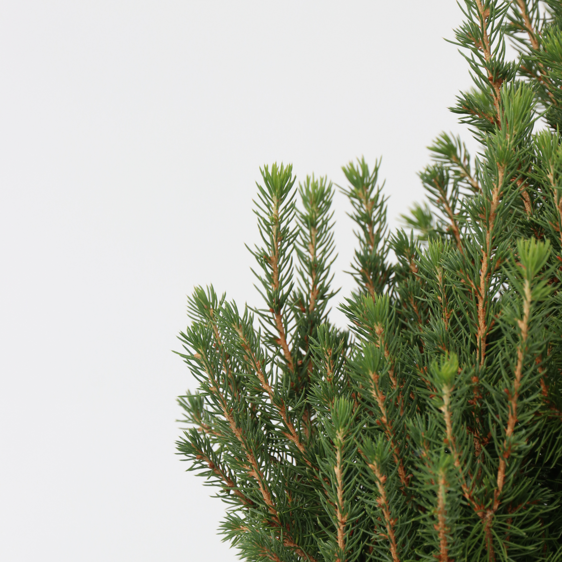 Sukkertopgran - Picea glauca conica 'December'