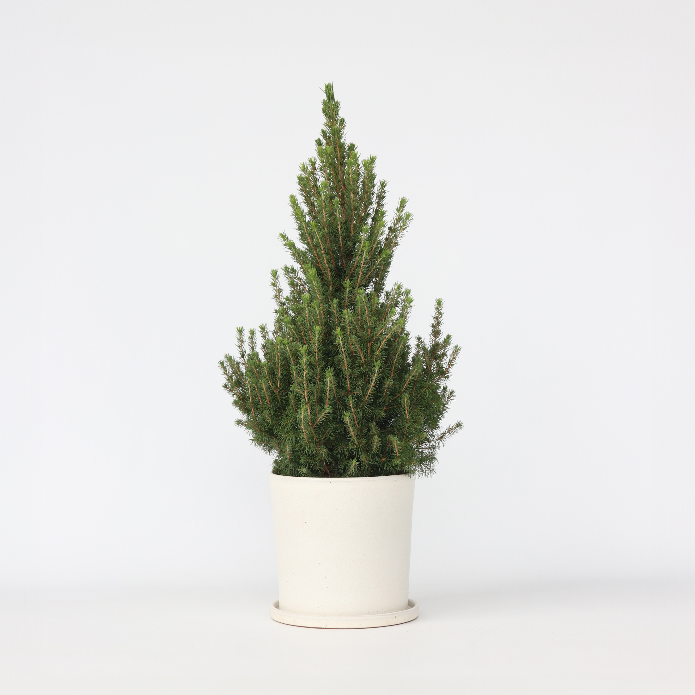 Sukkertopgran - Picea glauca conica 'December'