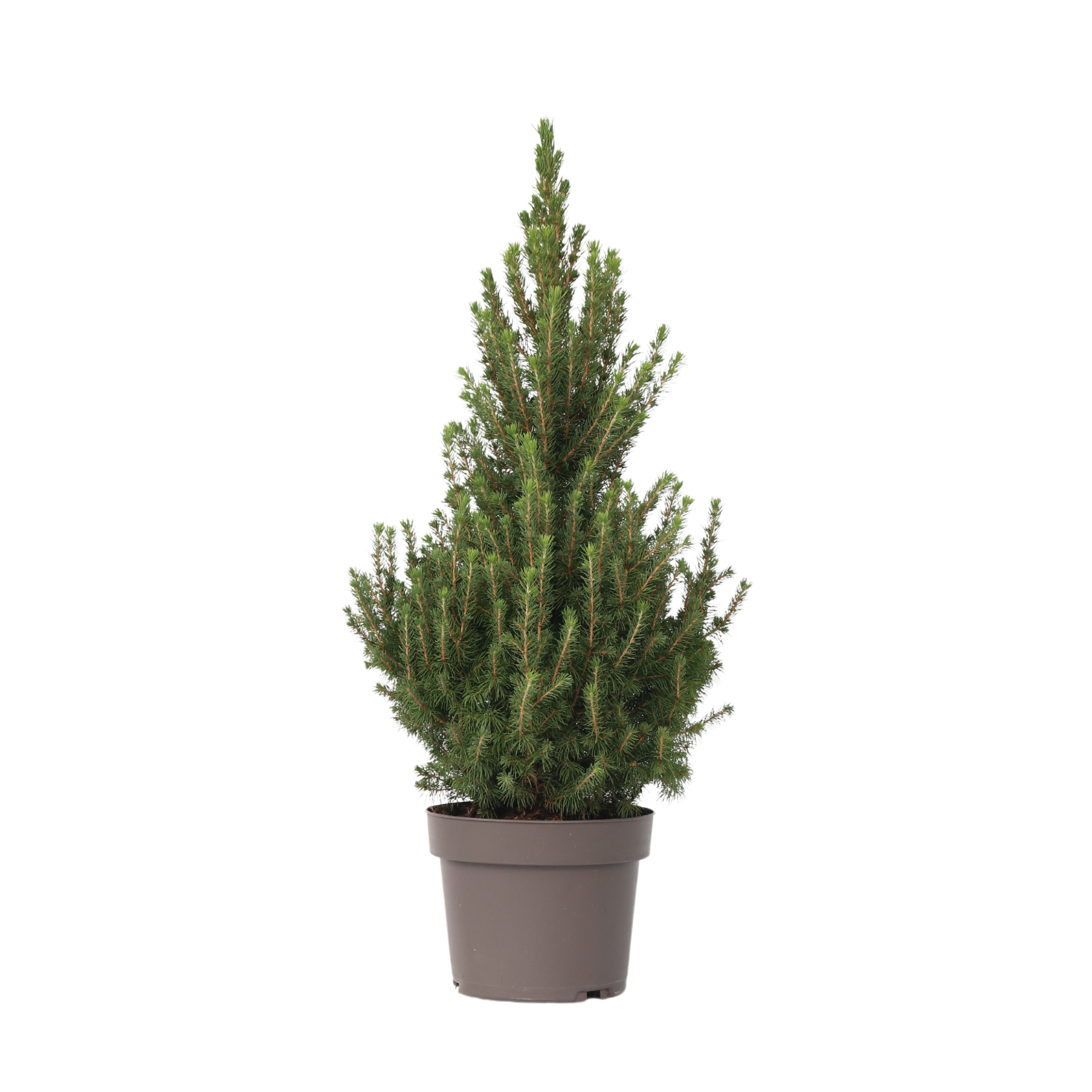 Sukkertopgran - Picea glauca conica 'December'