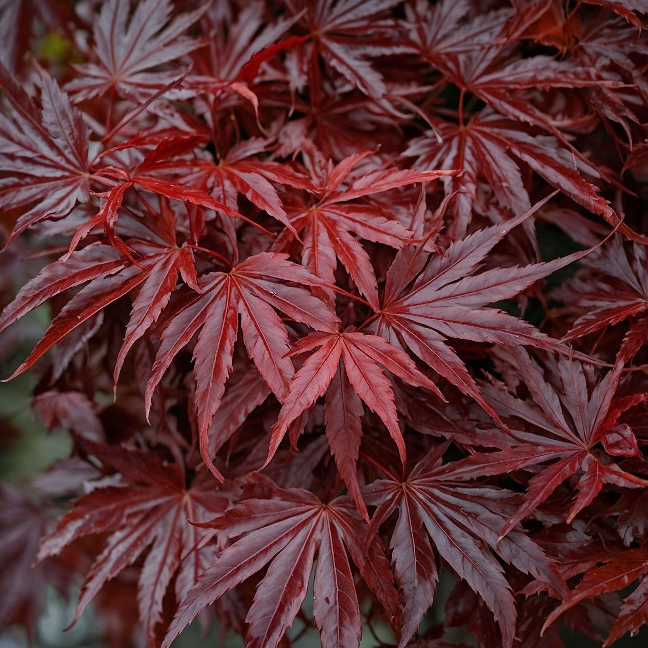 Japansk ahorn - Acer palmatum 'Atropurpureum'