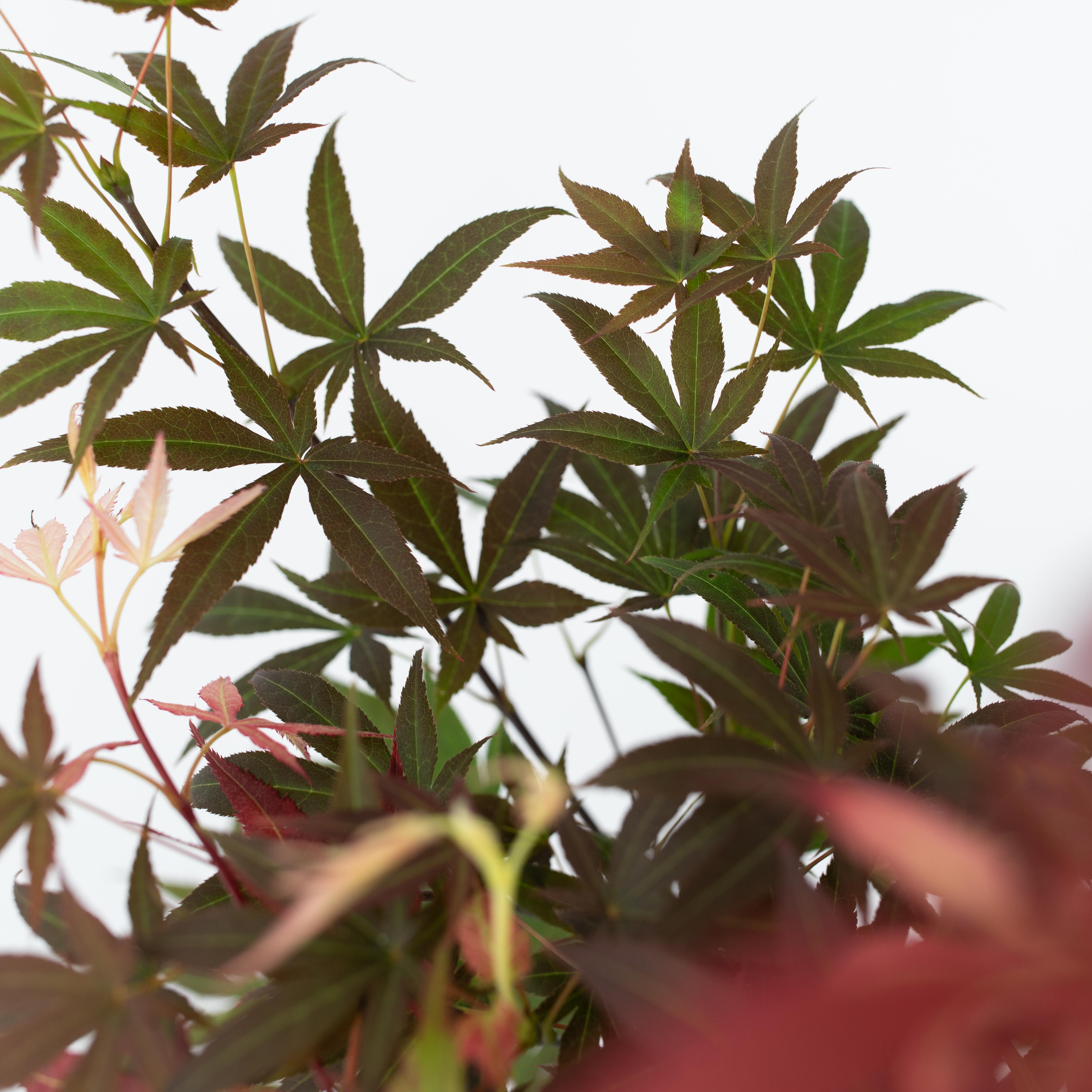 Japansk ahorn - Acer palmatum 'Atropurpureum'