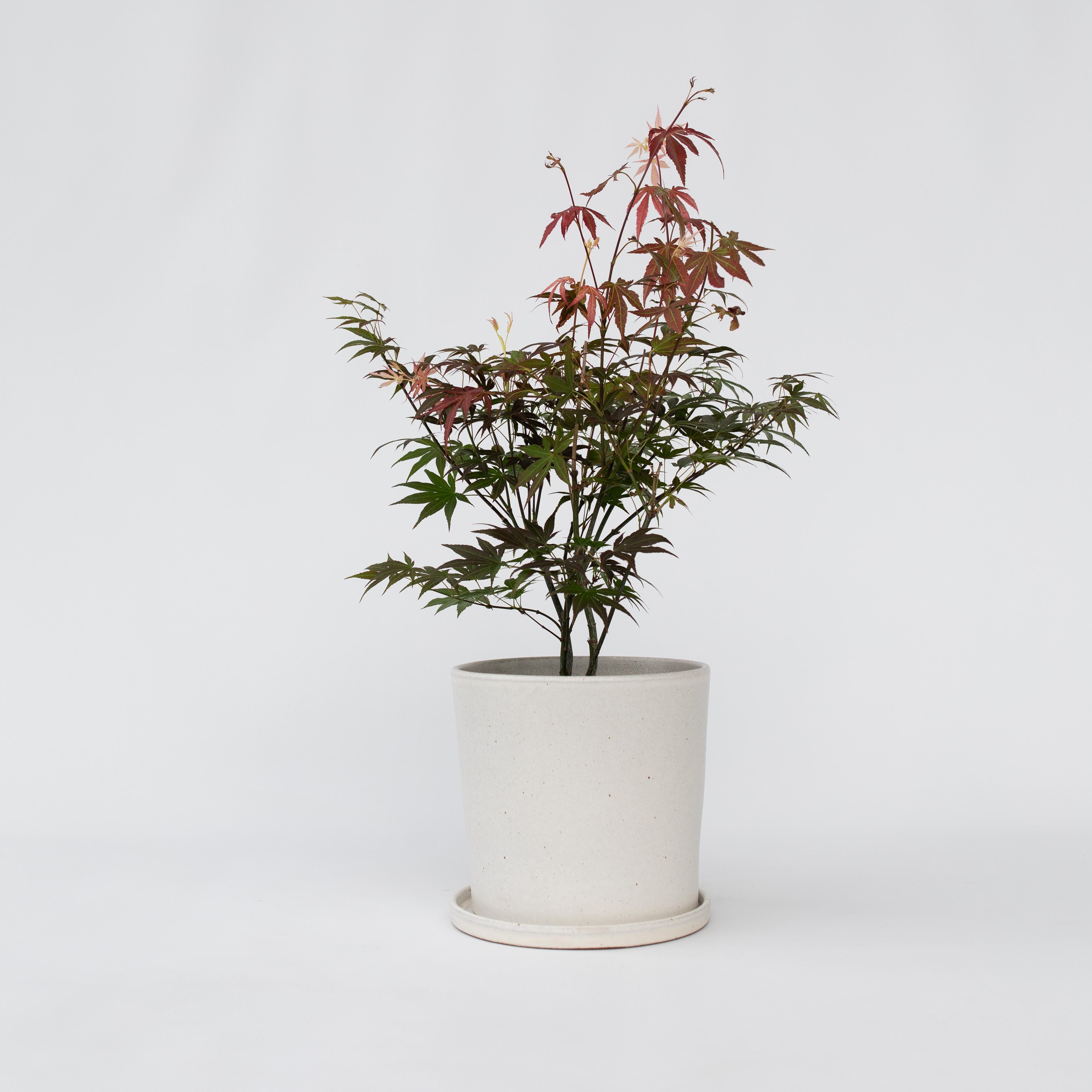 Japansk ahorn - Acer palmatum 'Atropurpureum'