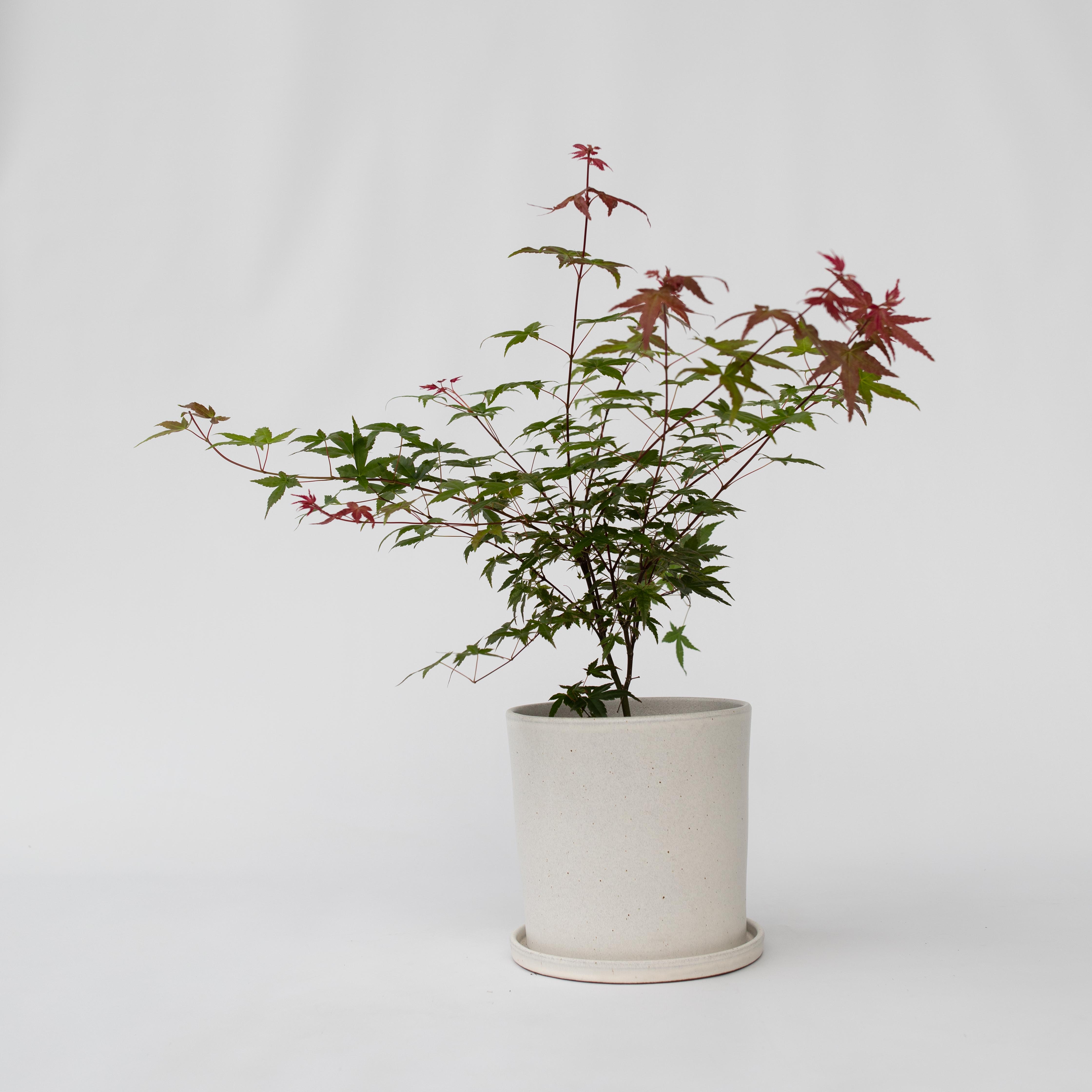 Japansk ahorn - Acer palmatum 'Beni Maiko'