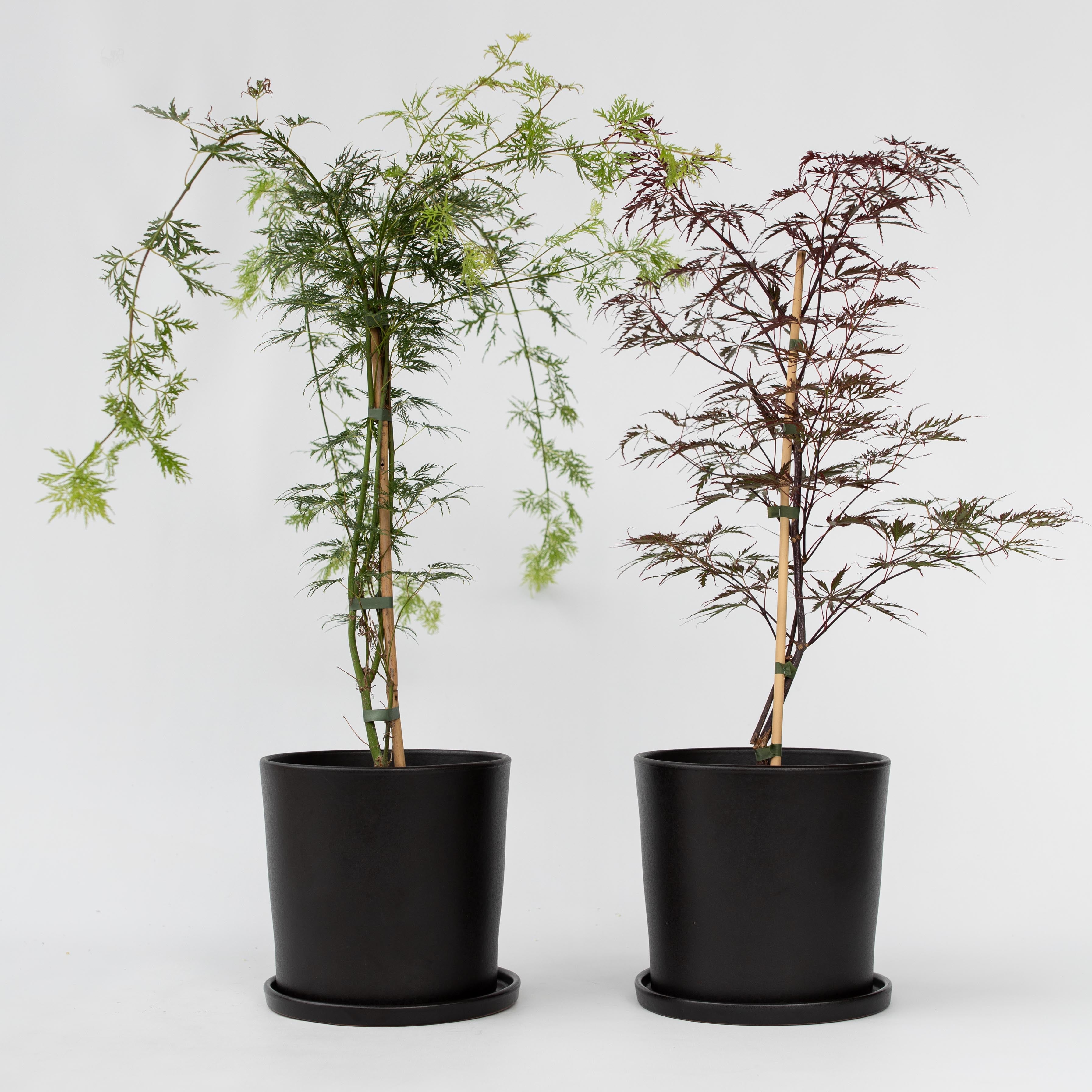Japansk ahorn - Sæt med 2 - Acer Garnet, Emerald Lace