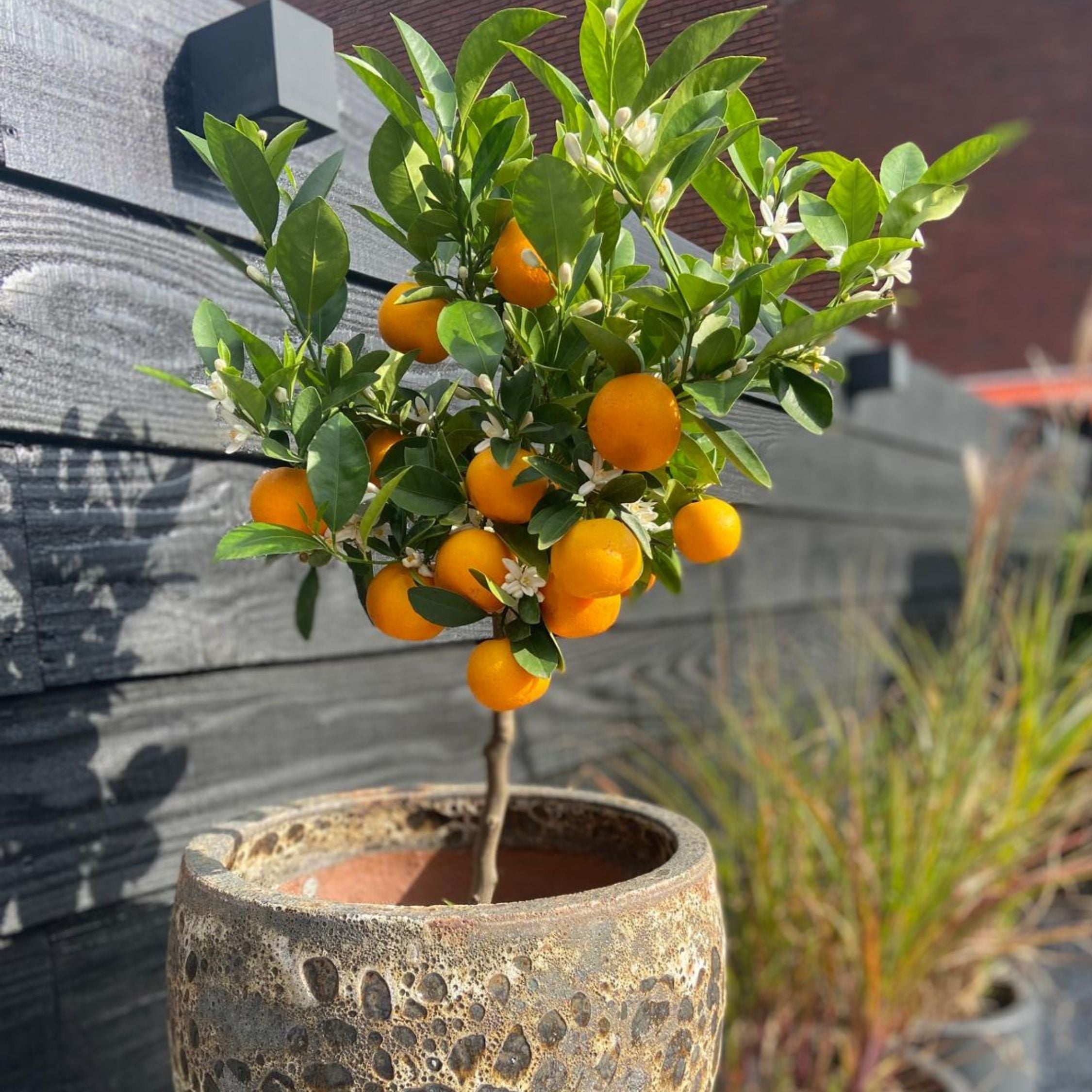 Kumquat - Citrus microcarpa fortunella 'Kumquat'