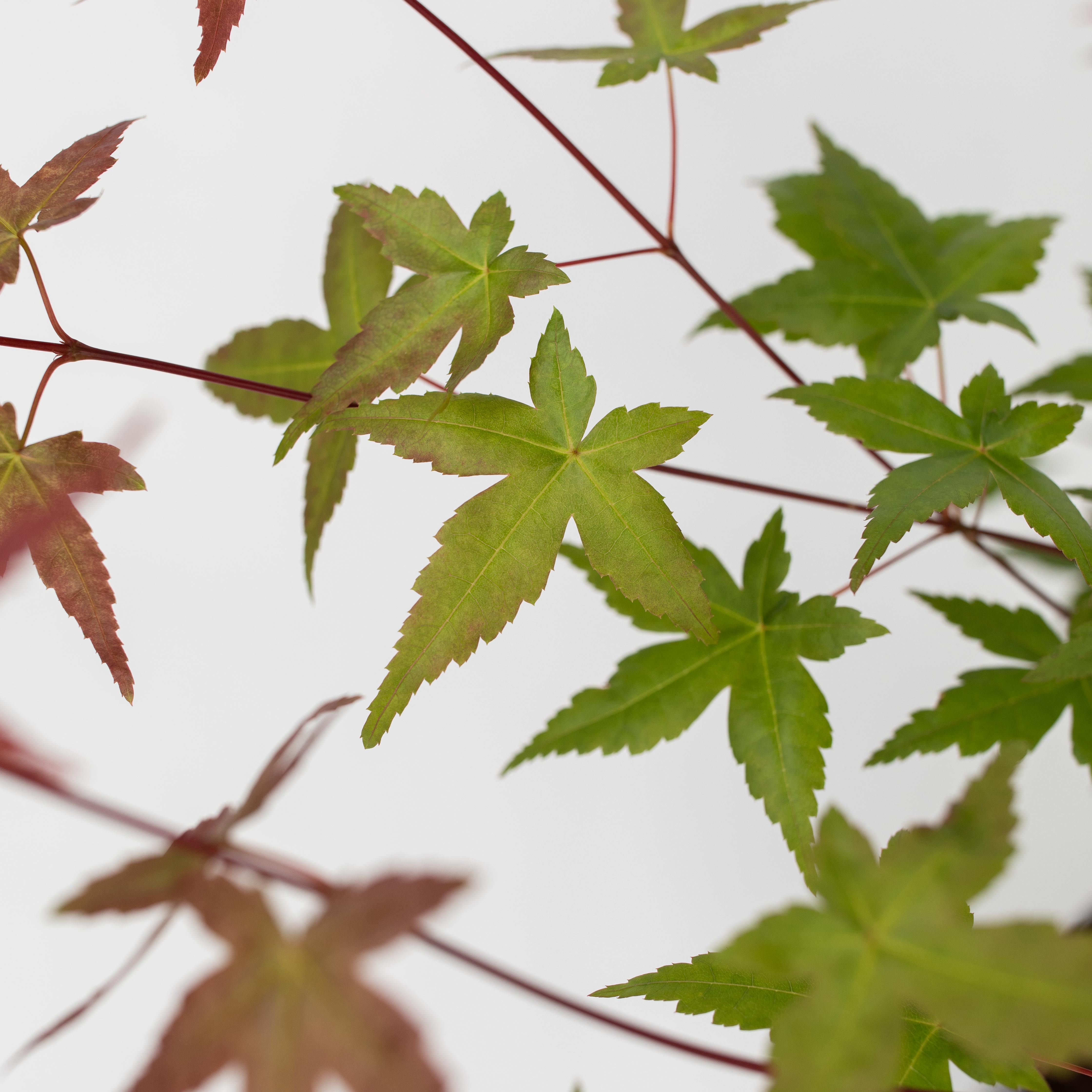 Japansk ahorn - Sæt med 3 - Acer palmatum
