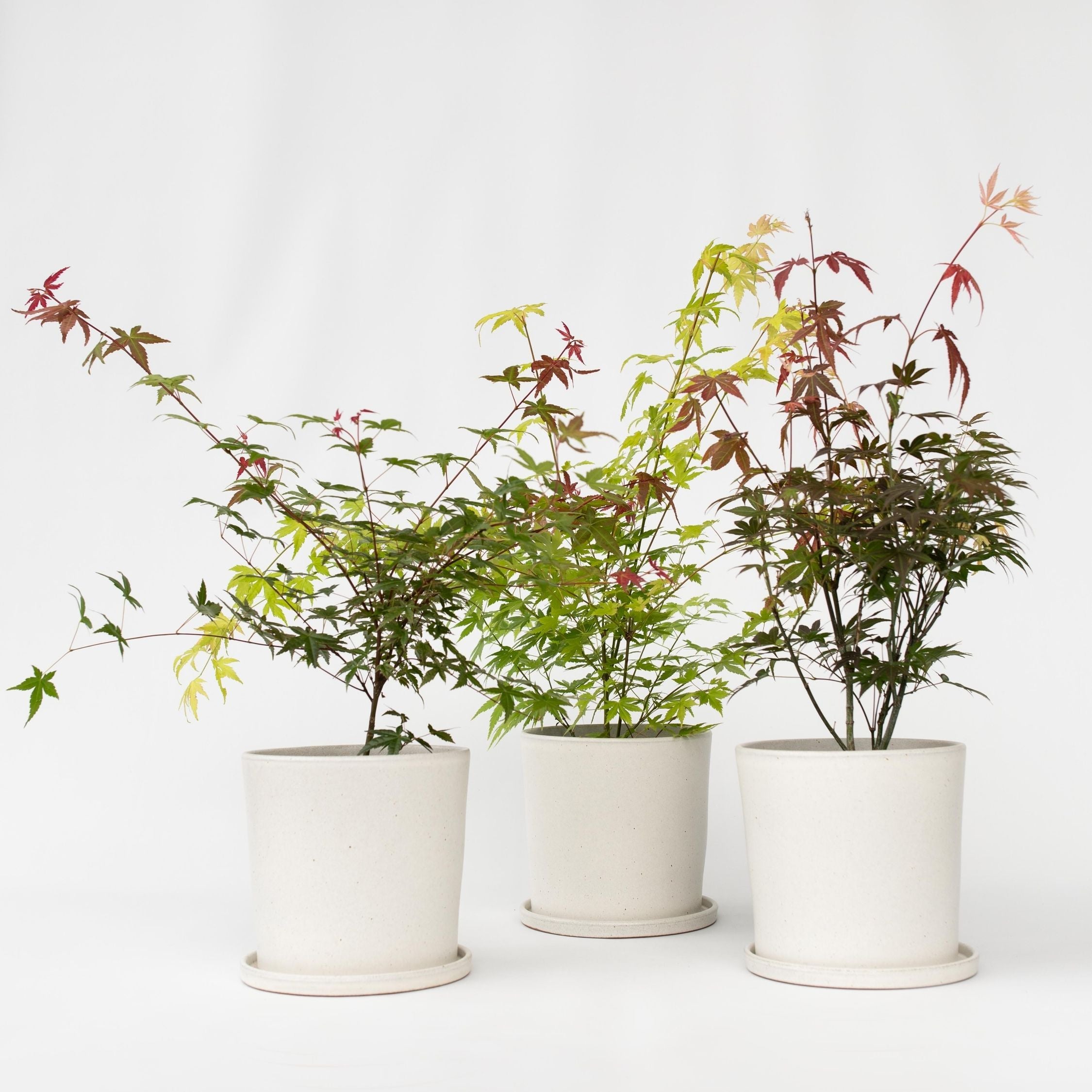 Japansk ahorn - Sæt med 3 - Acer palmatum