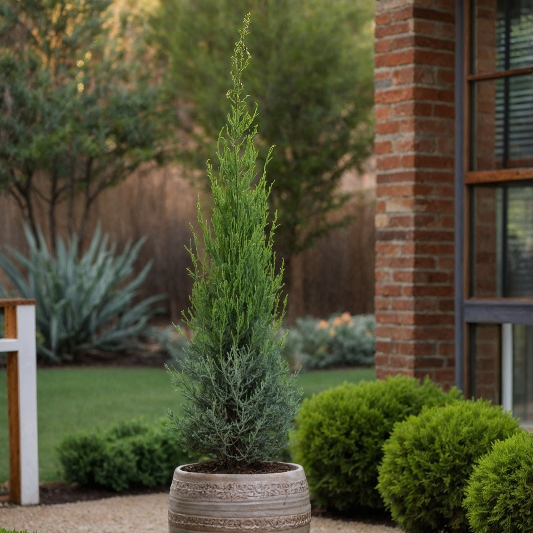 Italiensk cypres - Cupressus sempervirens 'Totem'