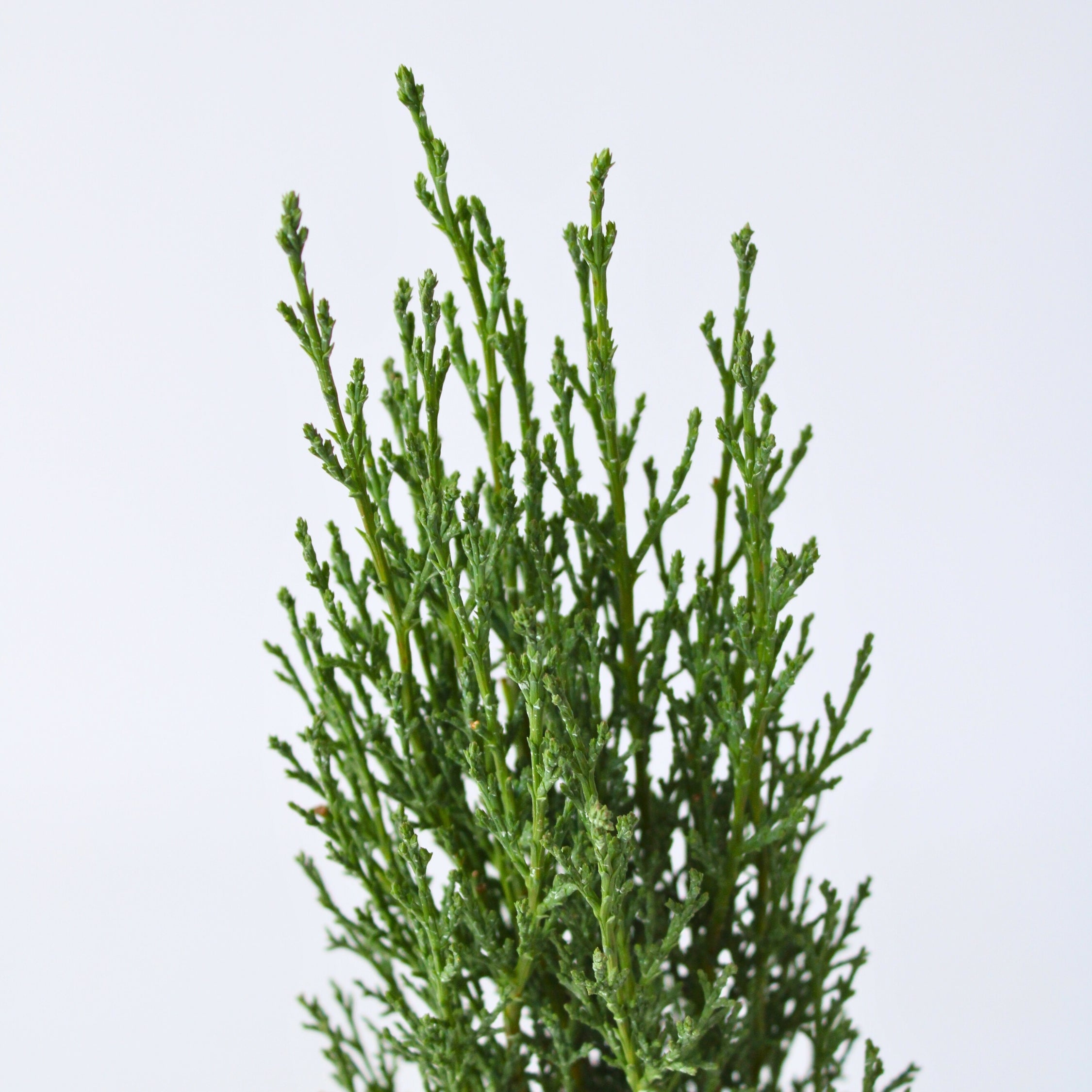 Italiensk cypres - Cupressus sempervirens 'Totem'