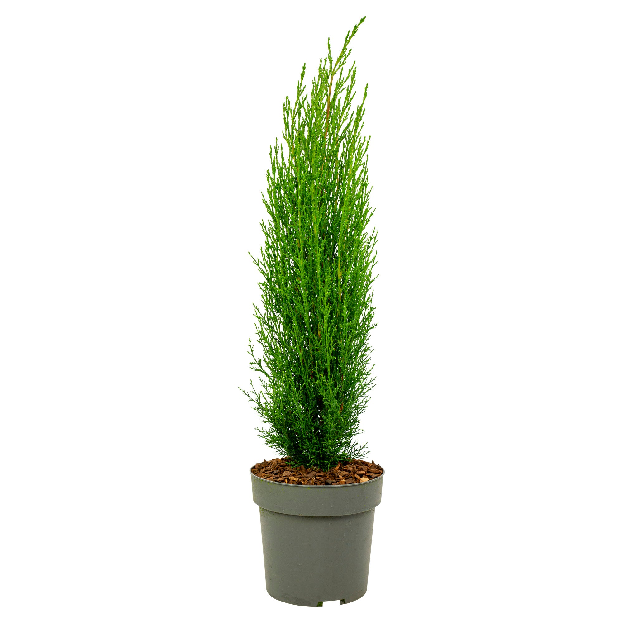 Italiensk cypres - Cupressus sempervirens 'Totem'
