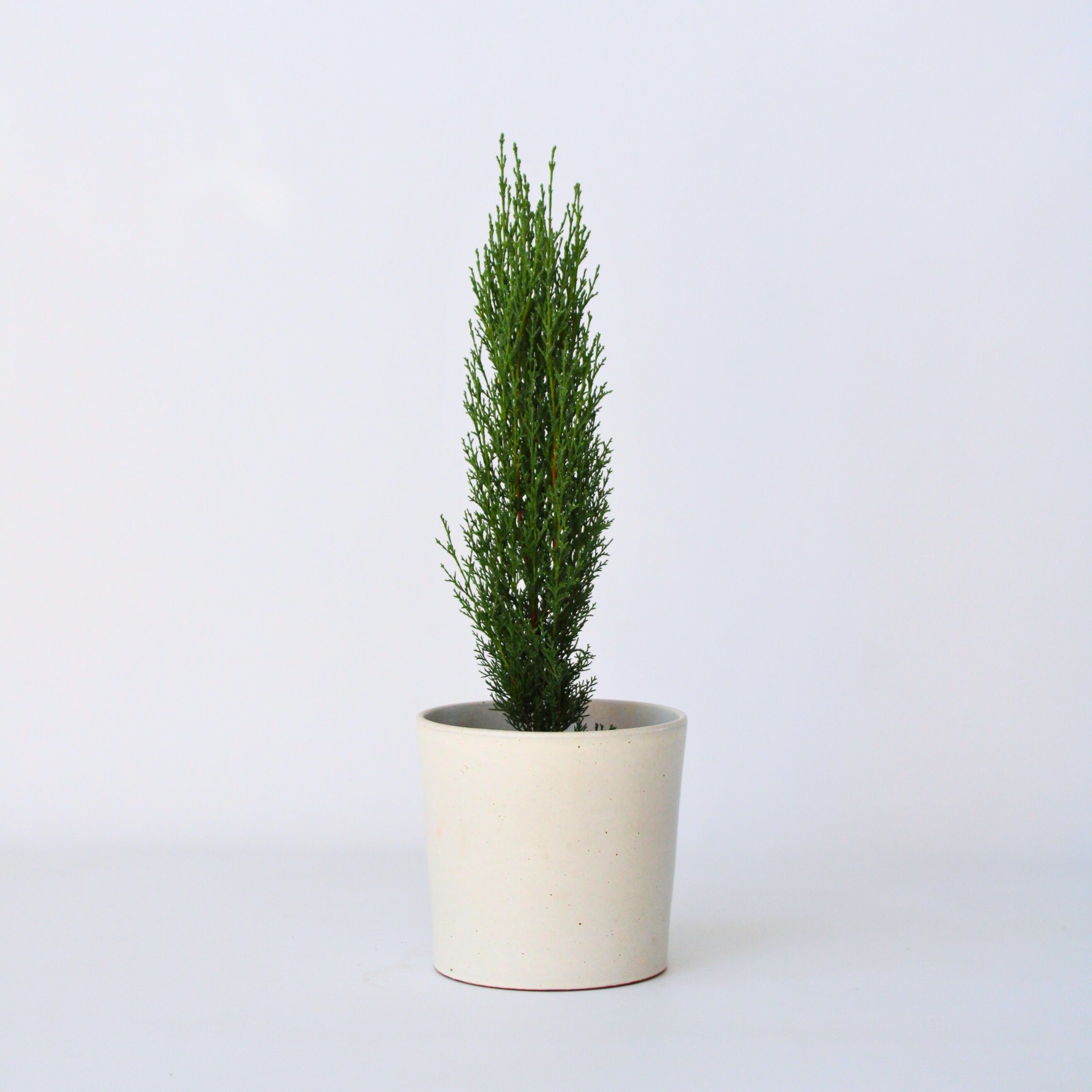 Italiensk cypres - Cupressus sempervirens 'Totem'