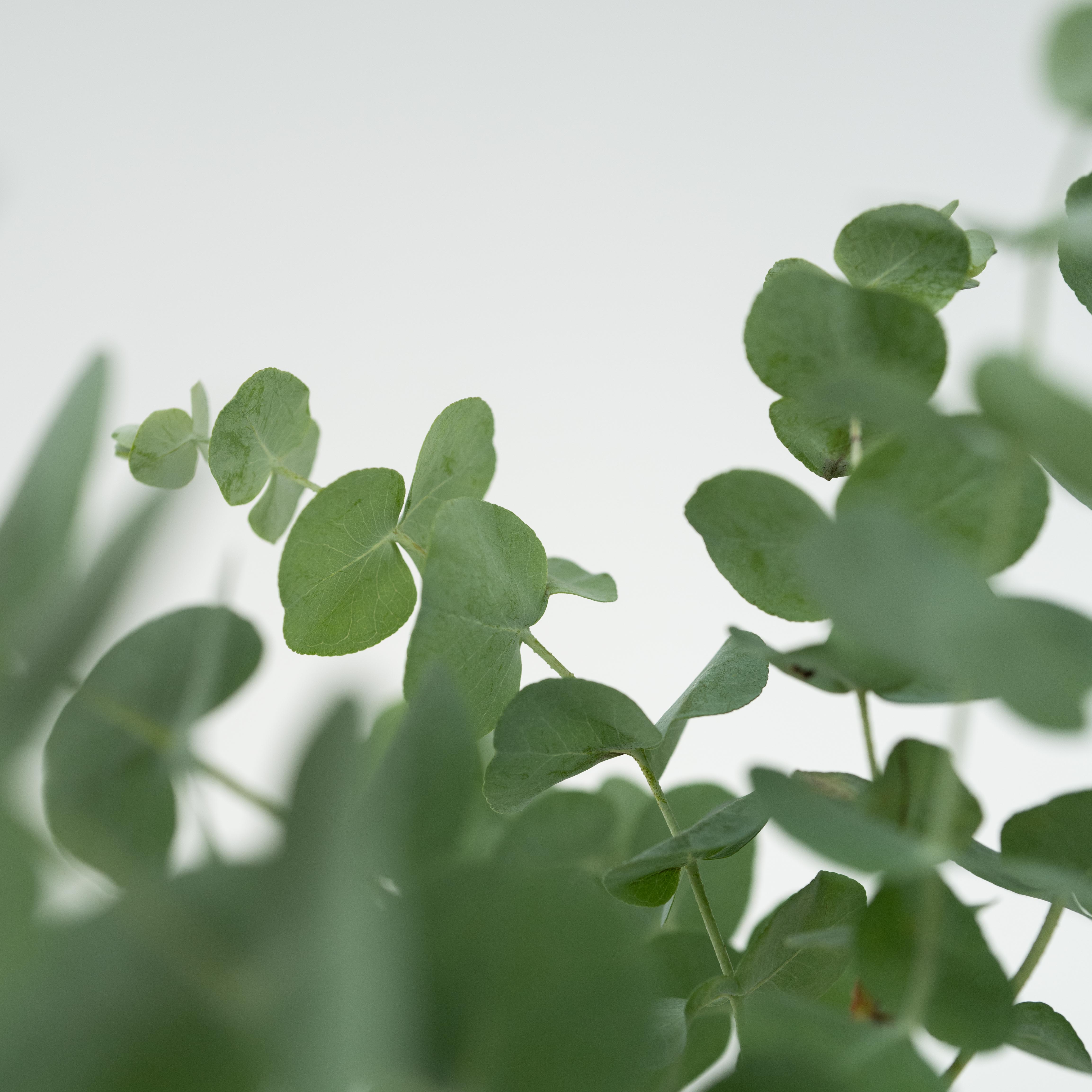 Eukalyptus - Sæt med 2 - Eucalyptus 'Pulverulenta'