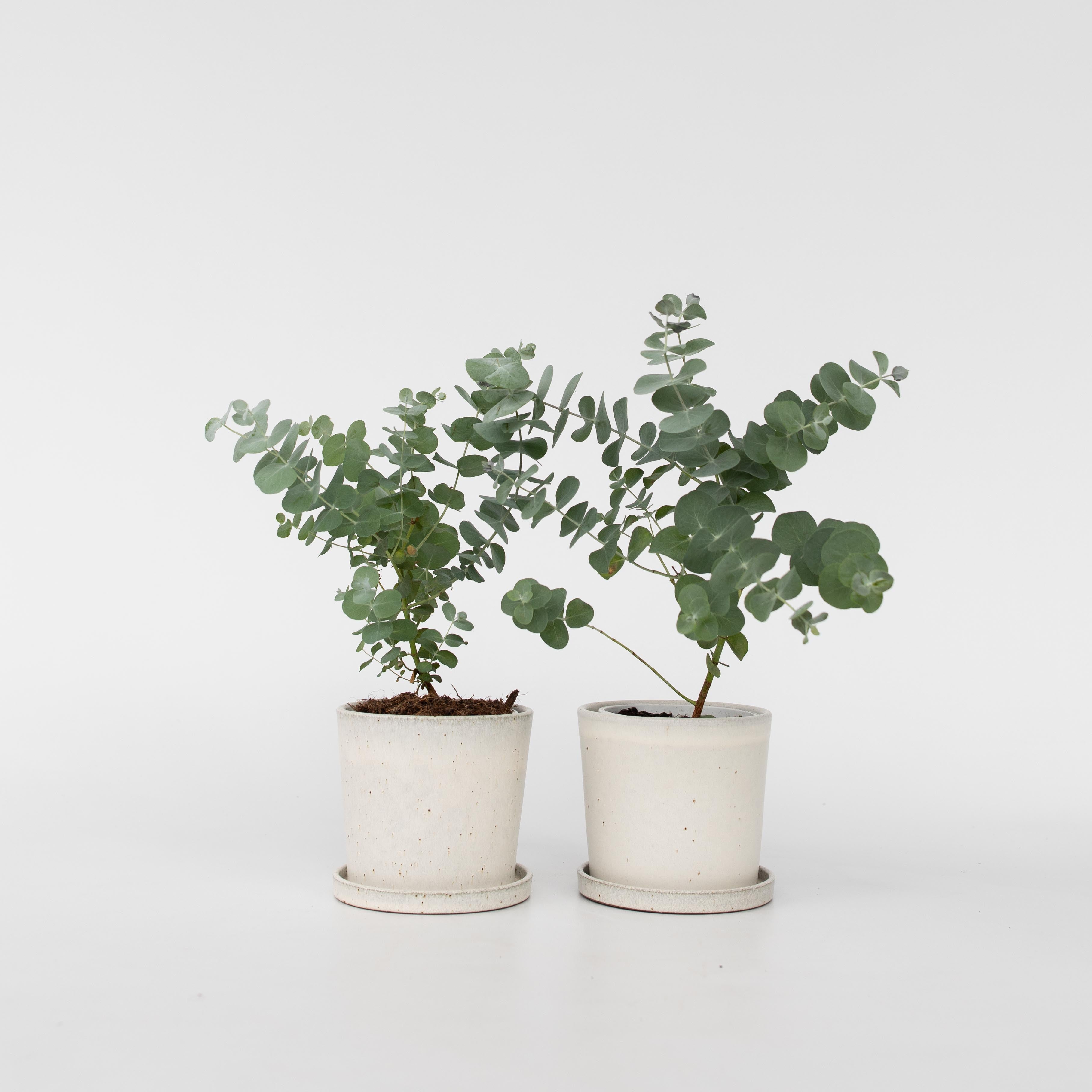 Eukalyptus - Sæt med 2 - Eucalyptus 'Pulverulenta'