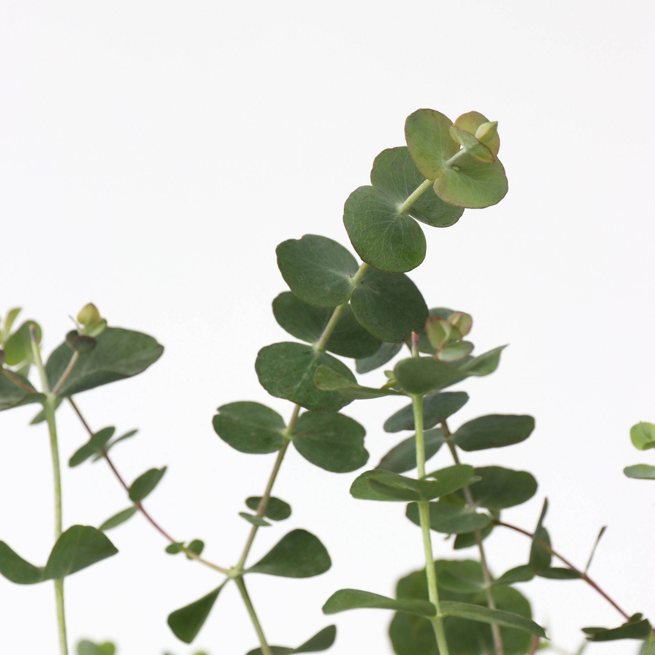 Eukalyptus - Sæt 2 - Eucalyptus pulverulenta 'Baby Blue'