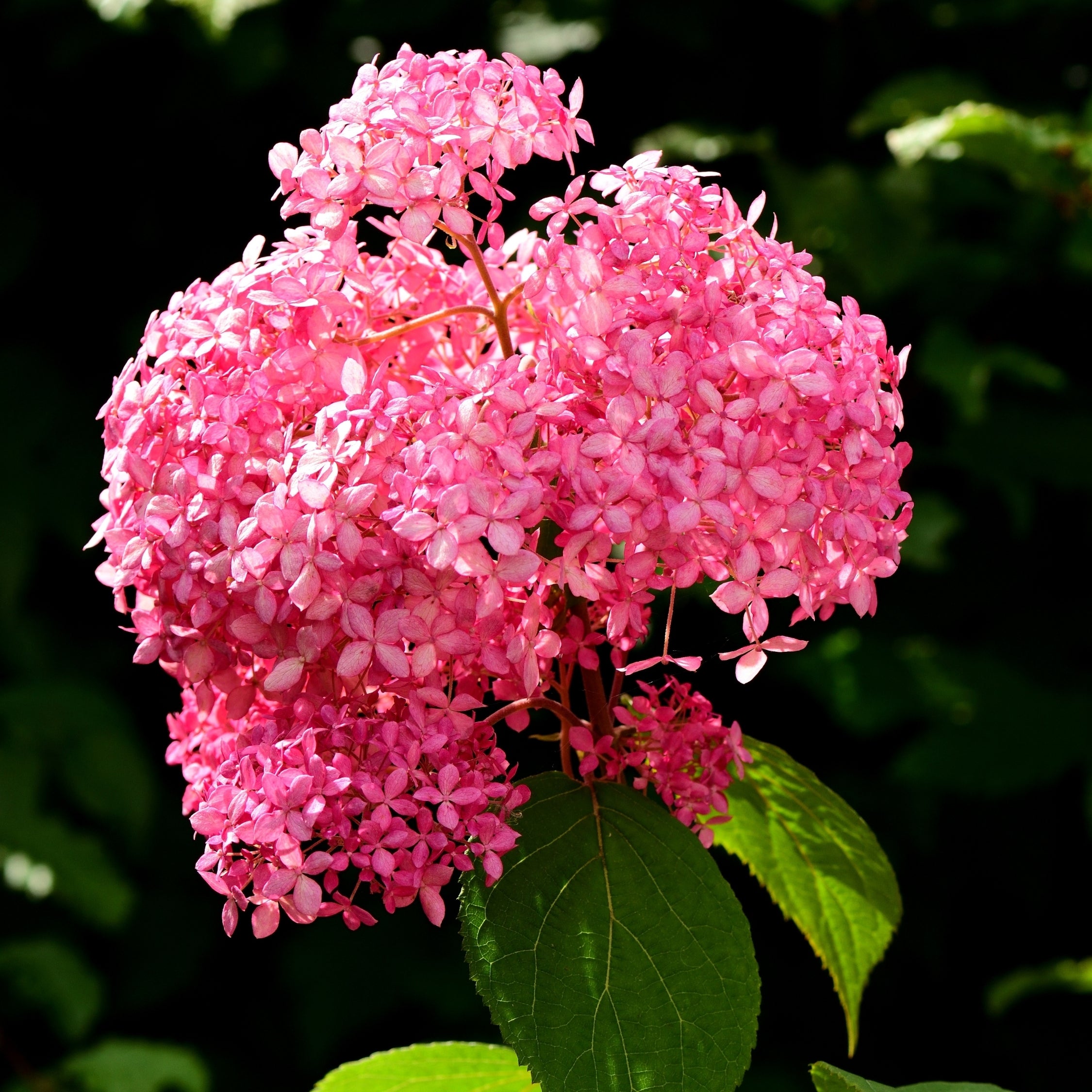 Hortensia - Hydrangea arborescens 'Pink Annabelle'