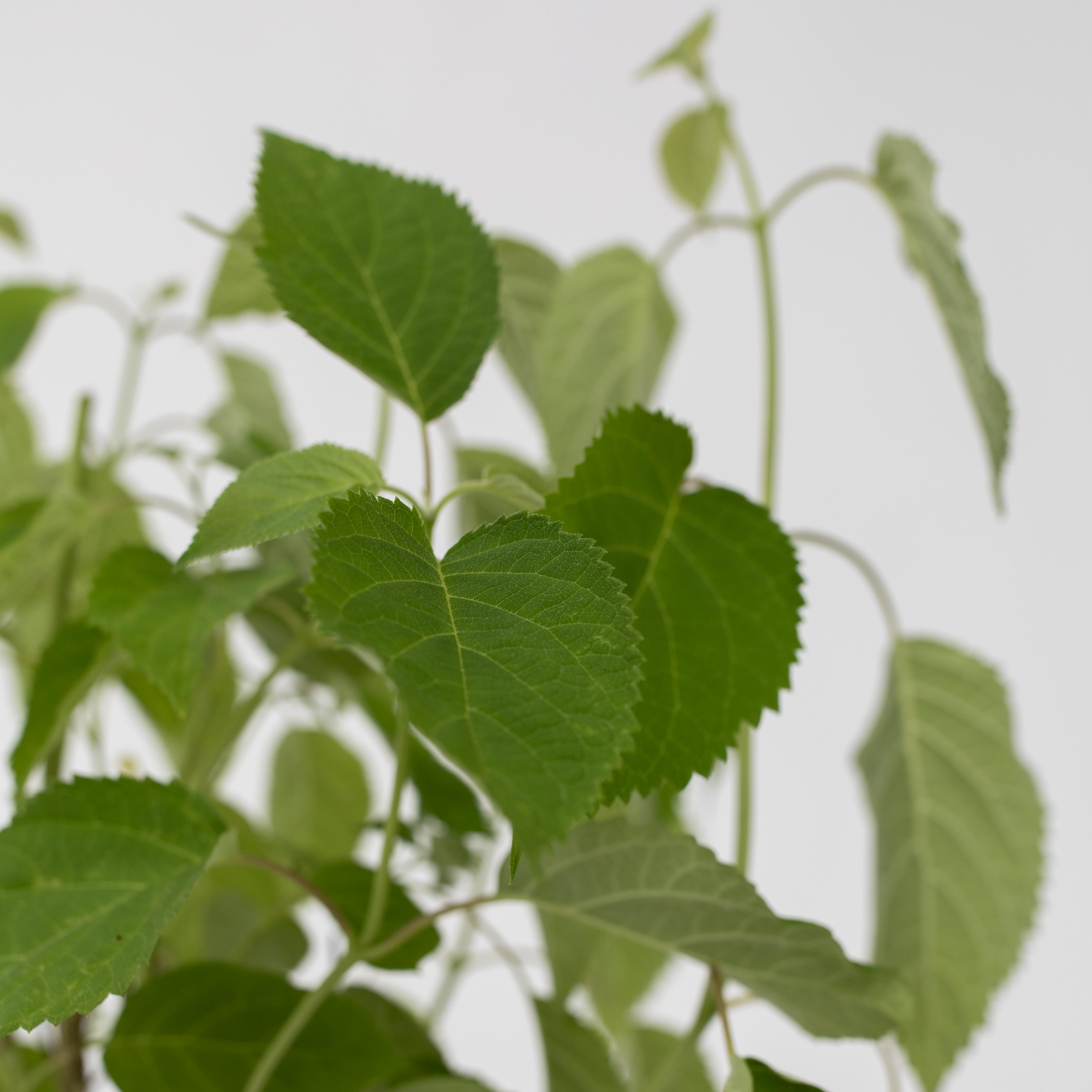 Hortensia - Hydrangea arborescens 'Pink Annabelle'