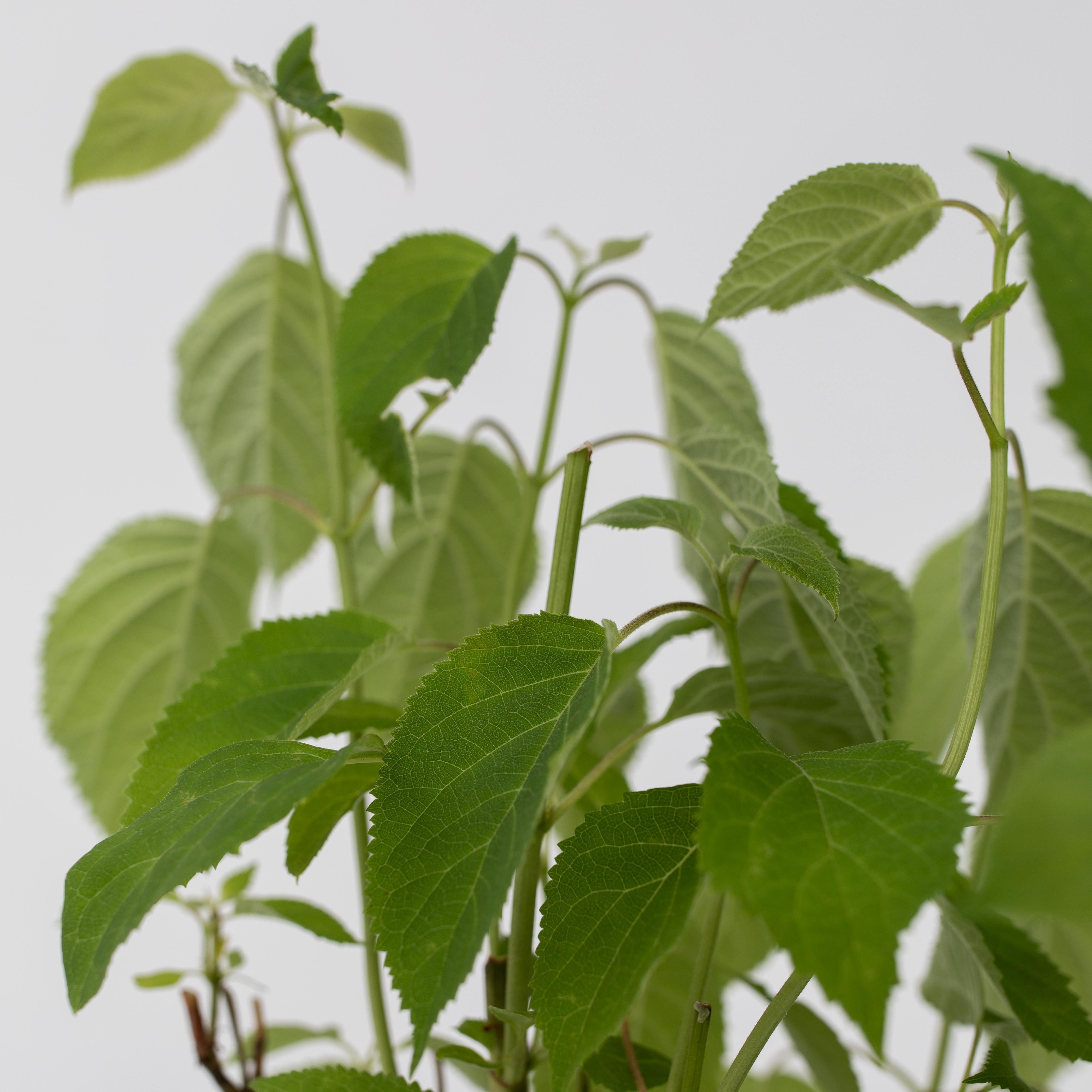 Hortensia - Hydrangea arborescens 'Pink Annabelle'