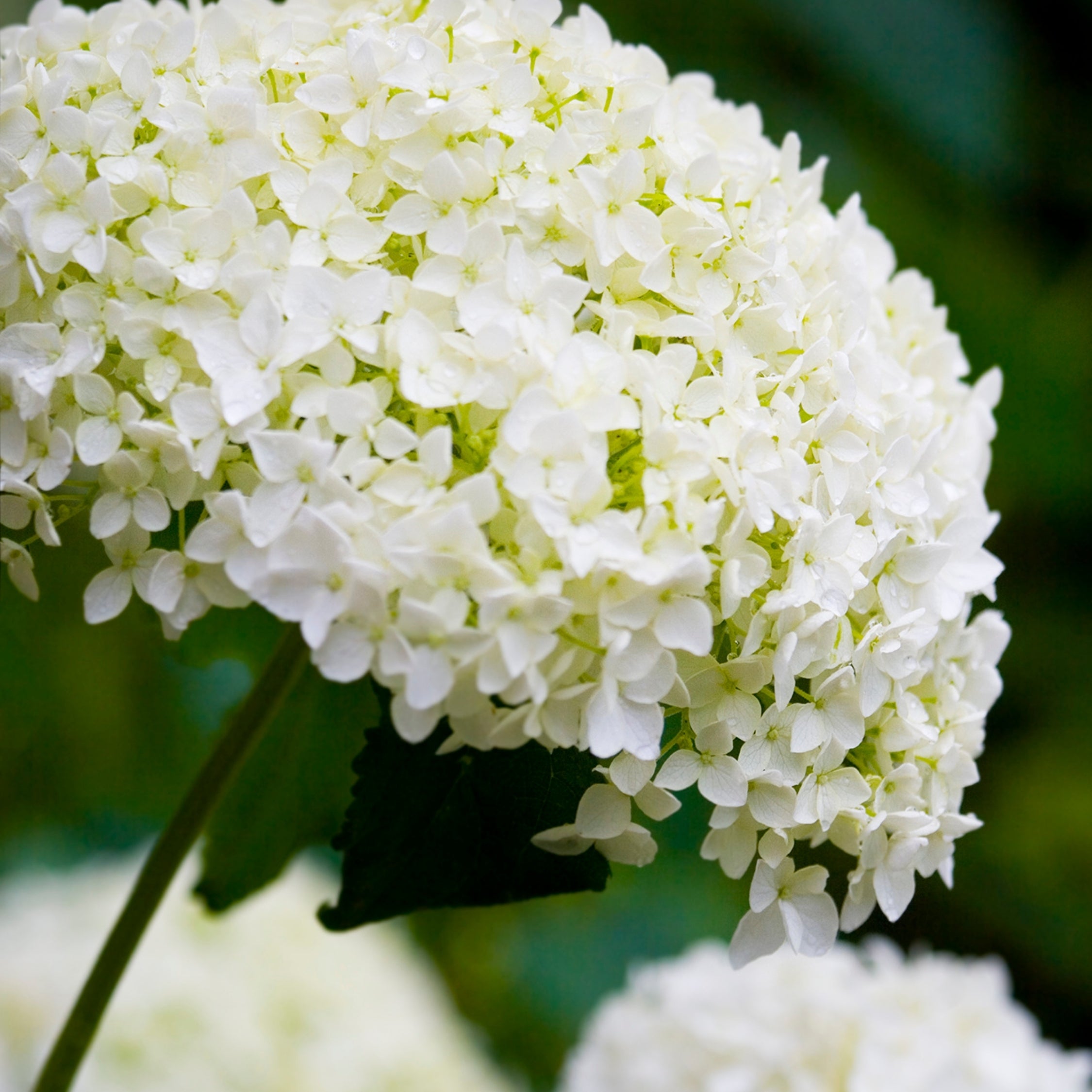 Hortensia - Hydrangea 'Strong Annabelle'