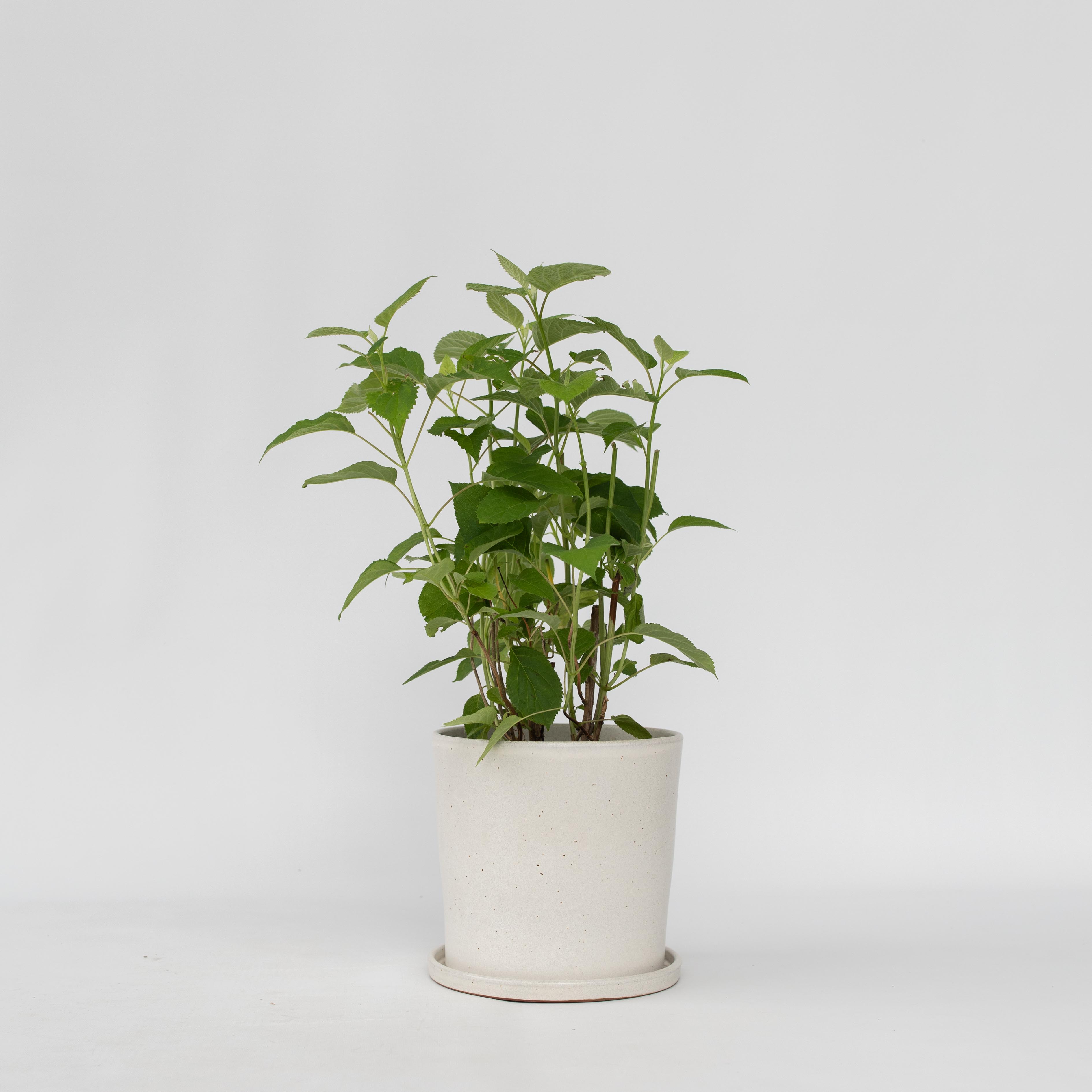 Hortensia - Hydrangea 'Strong Annabelle'