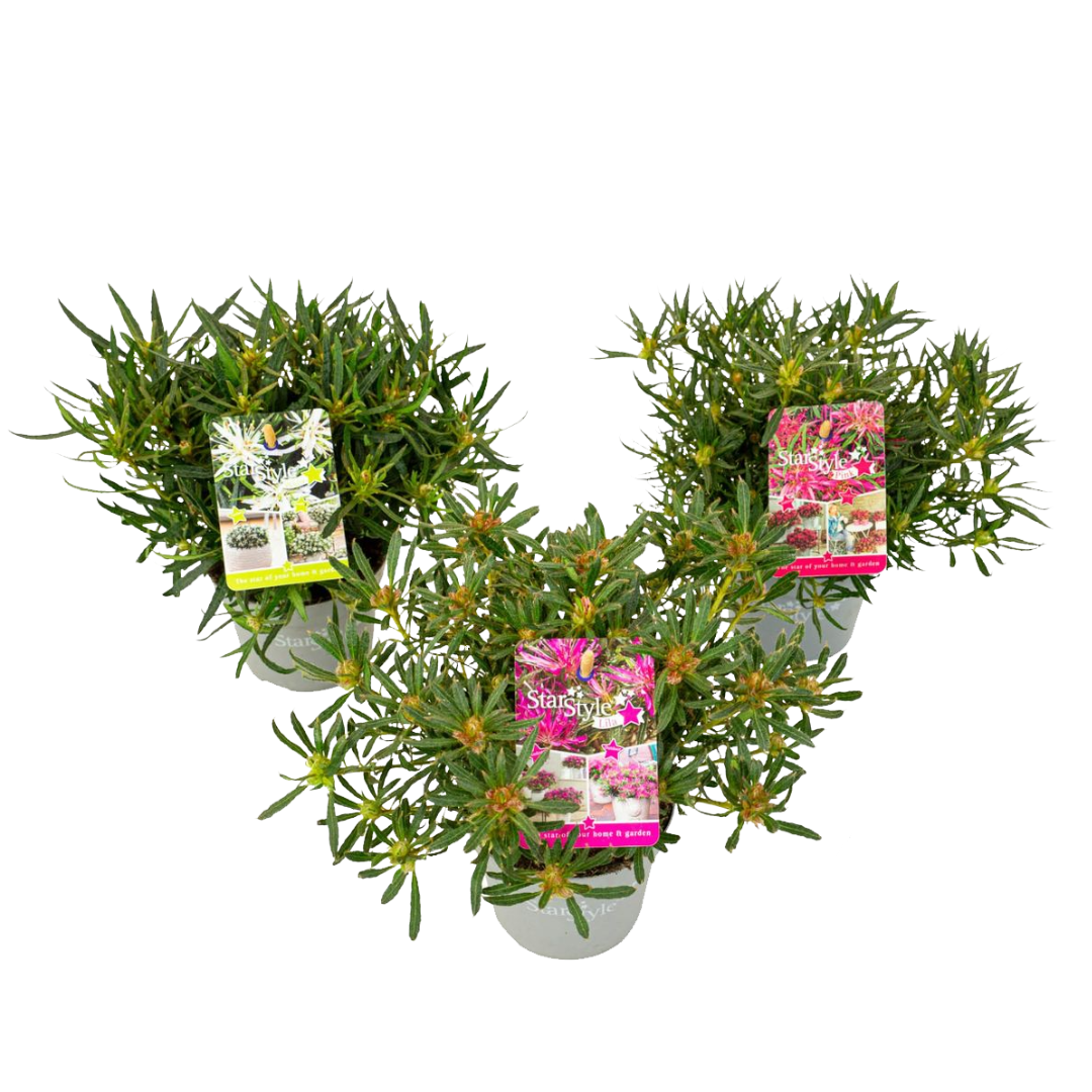 Japansk Azalea - Sæt med 3 - Rhododendron 'StarStyle'