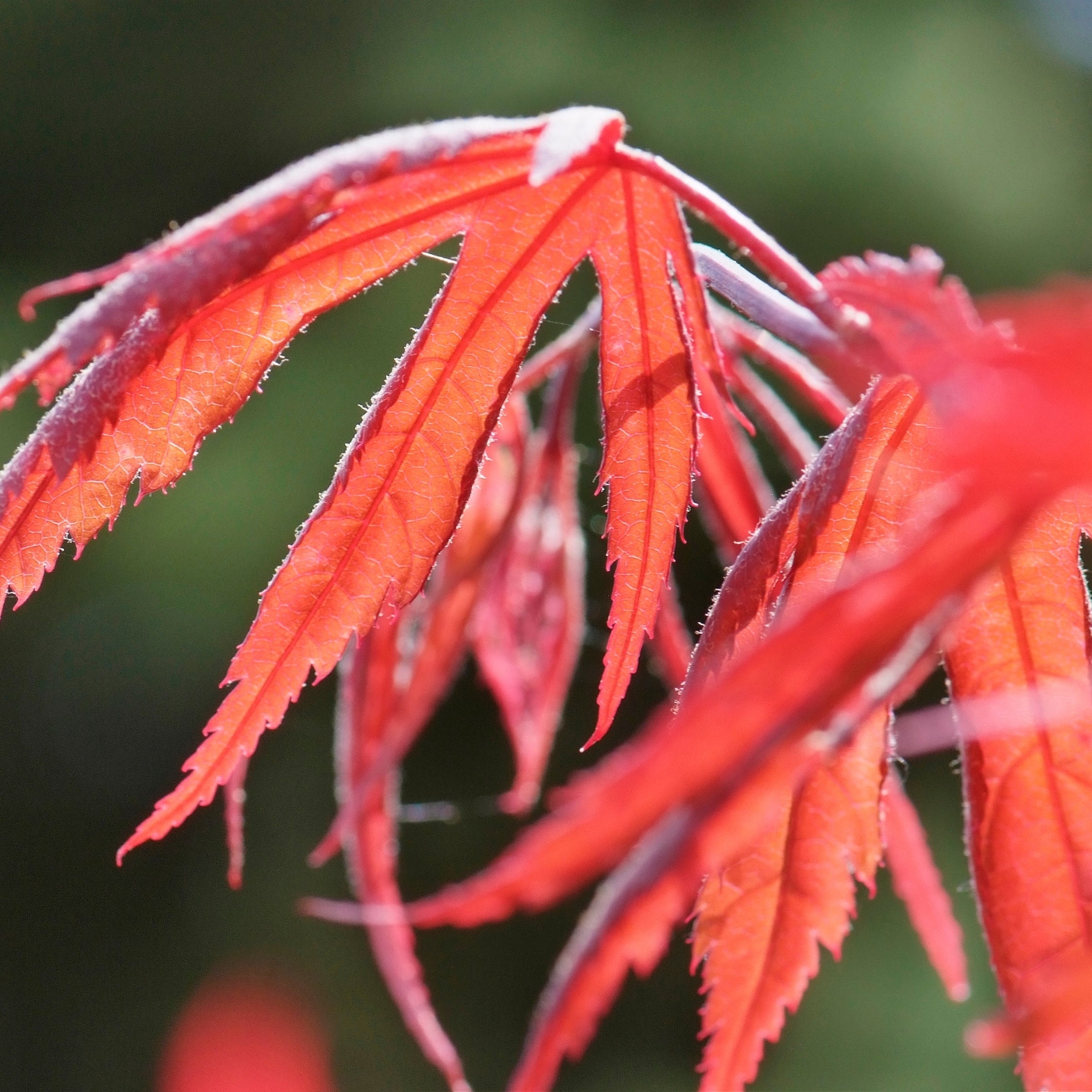 Japansk ahorn - Acer palmatum 'Inaba-shidare'