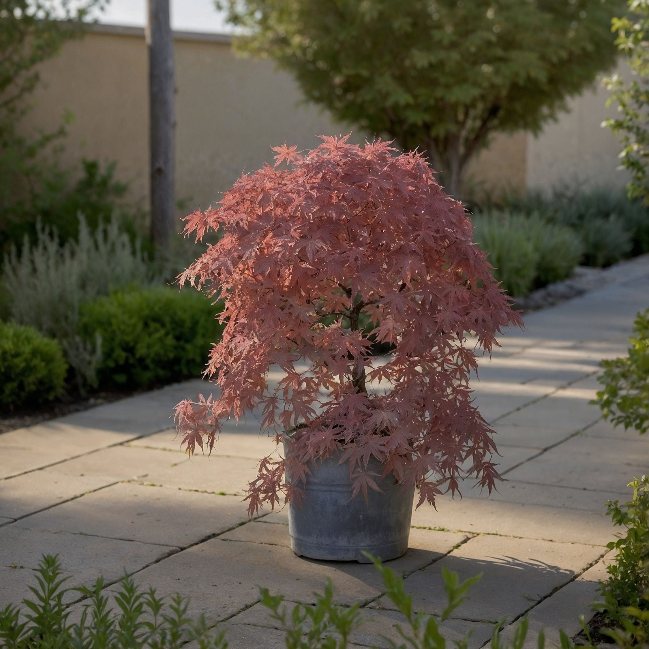 Japansk ahorn - Acer palmatum 'Inaba-shidare'