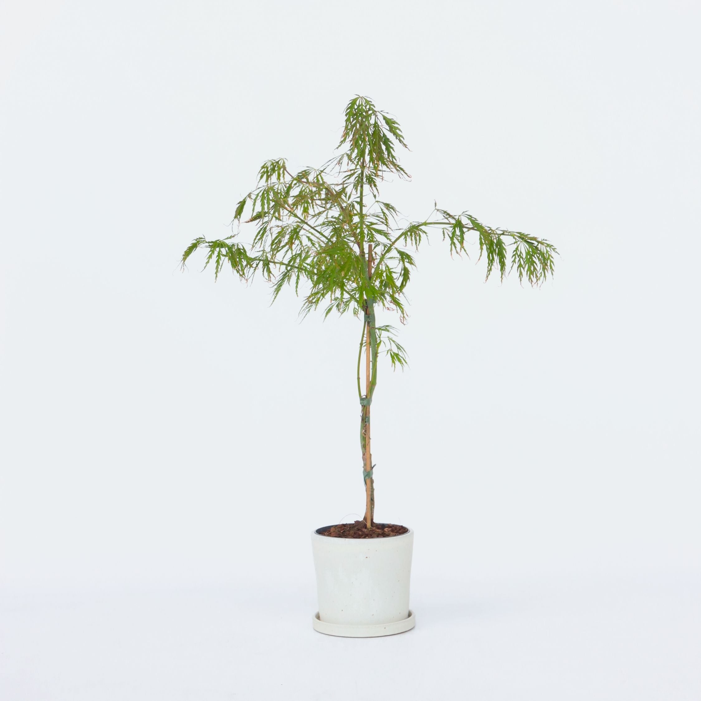 Japansk ahorn - Acer palmatum 'Inaba-shidare'