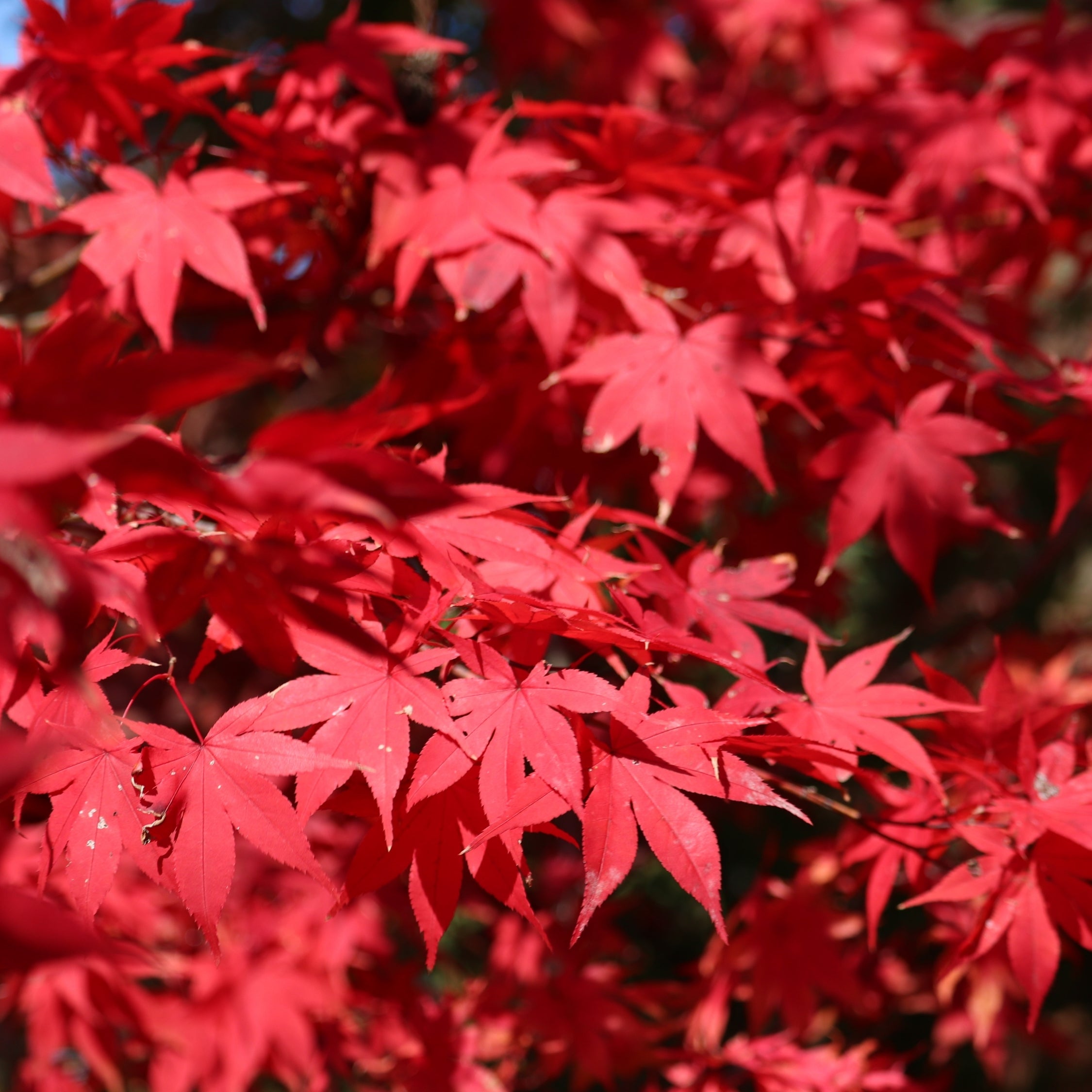 Japansk ahorn - Acer palmatum 'Starfish'
