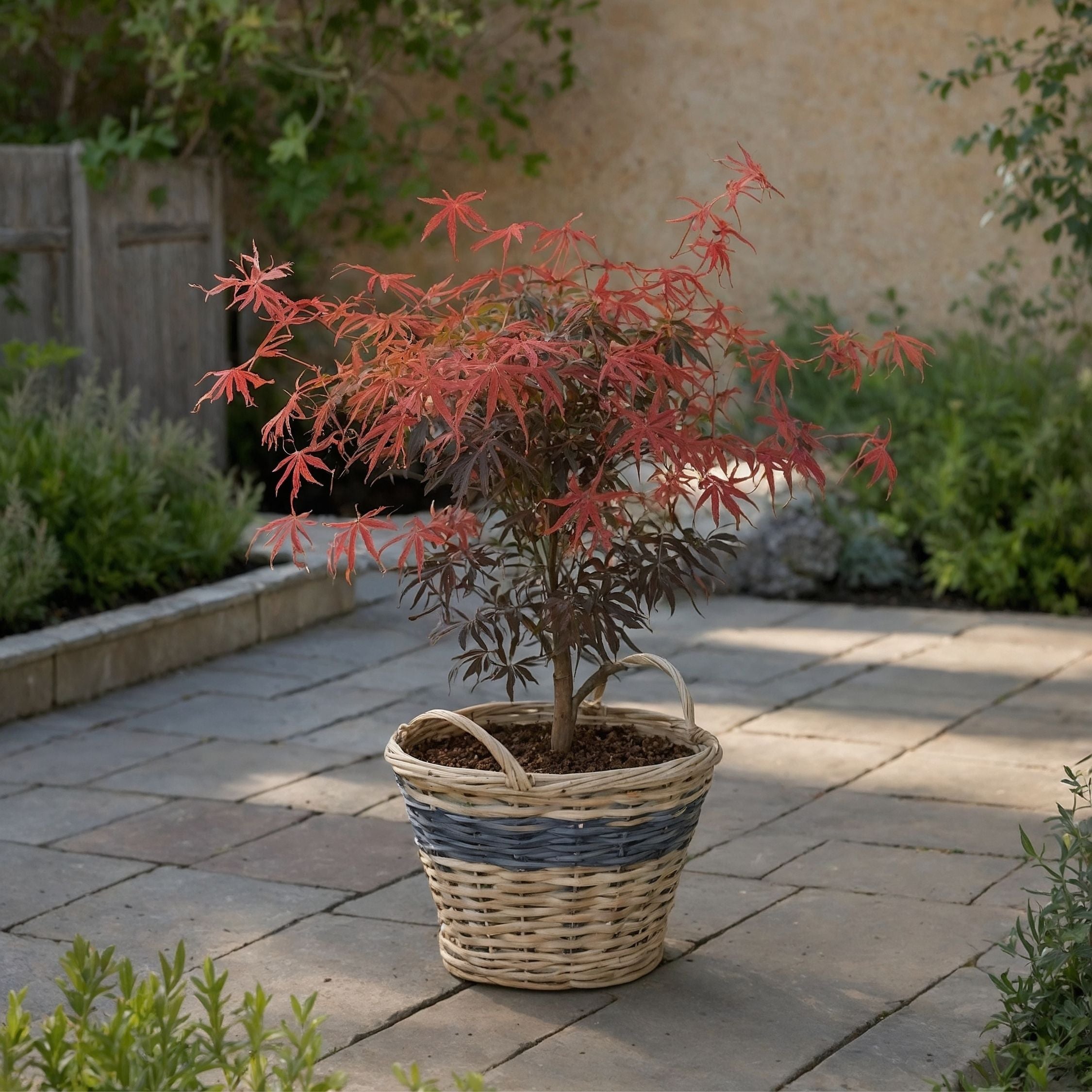 Japansk ahorn - Acer palmatum 'Starfish'