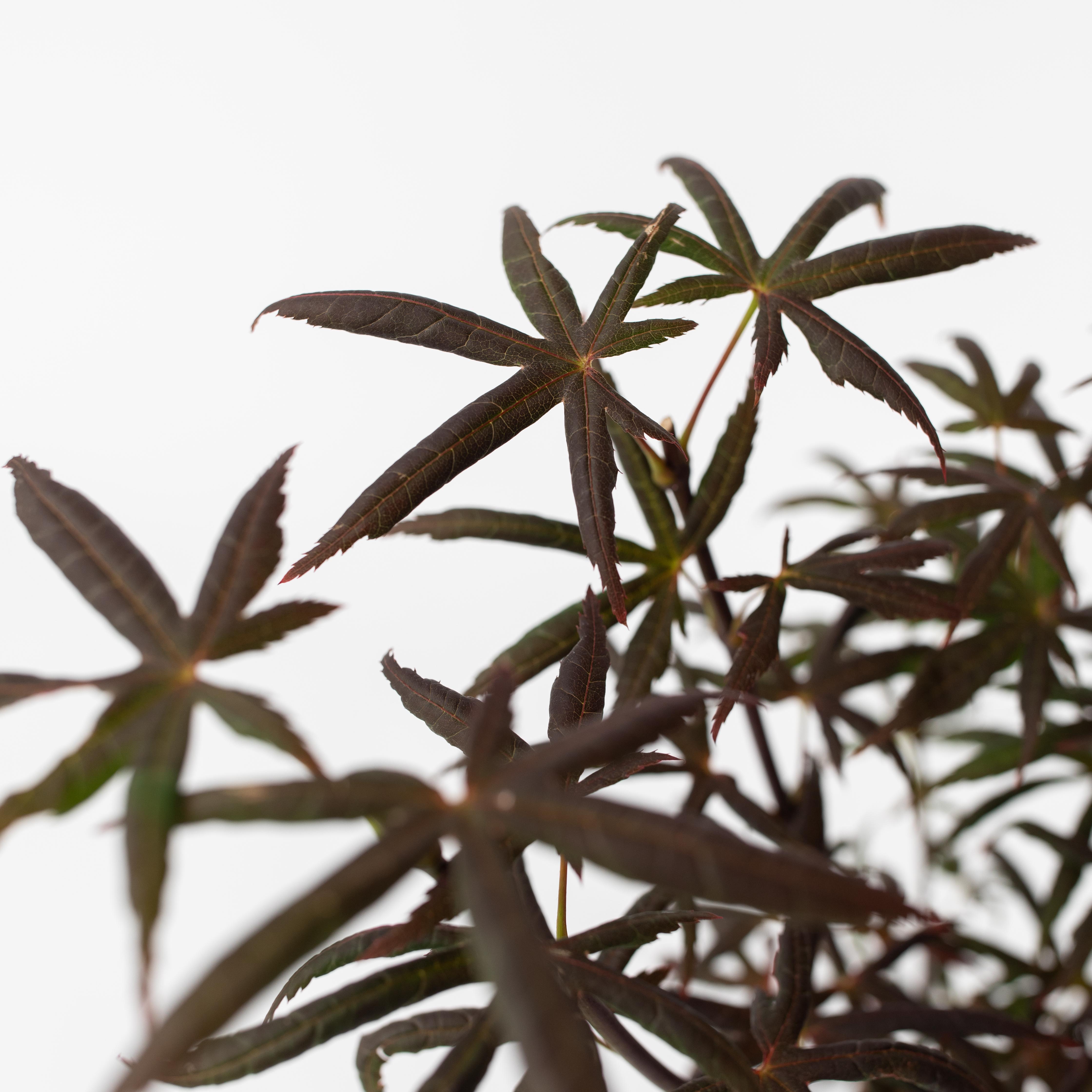 Japansk ahorn - Acer palmatum 'Starfish'