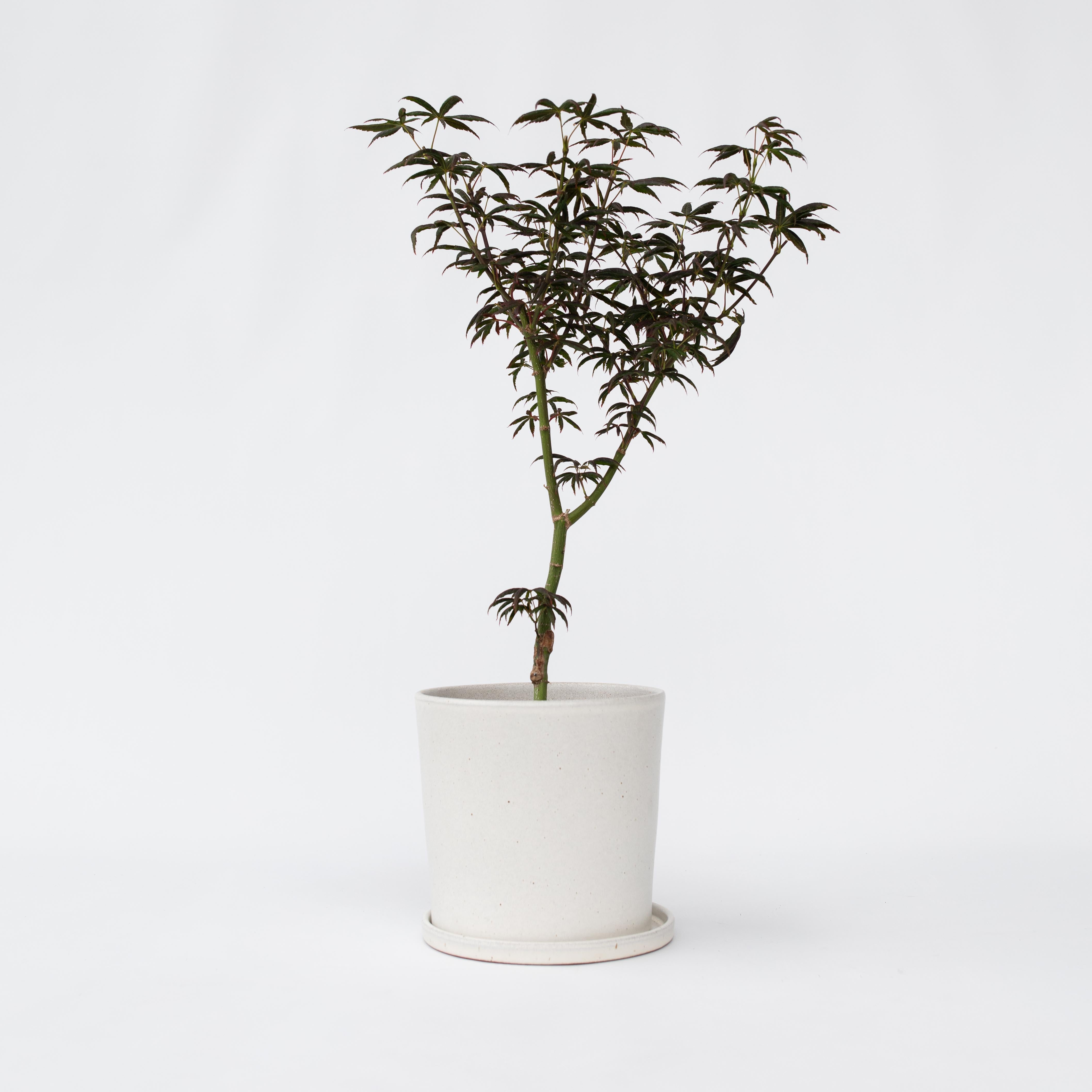 Japansk ahorn - Acer palmatum 'Starfish'