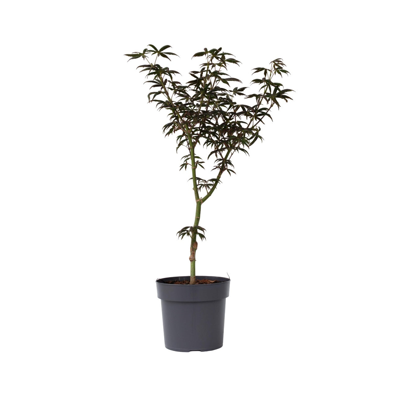 Japansk ahorn - Acer palmatum 'Starfish'