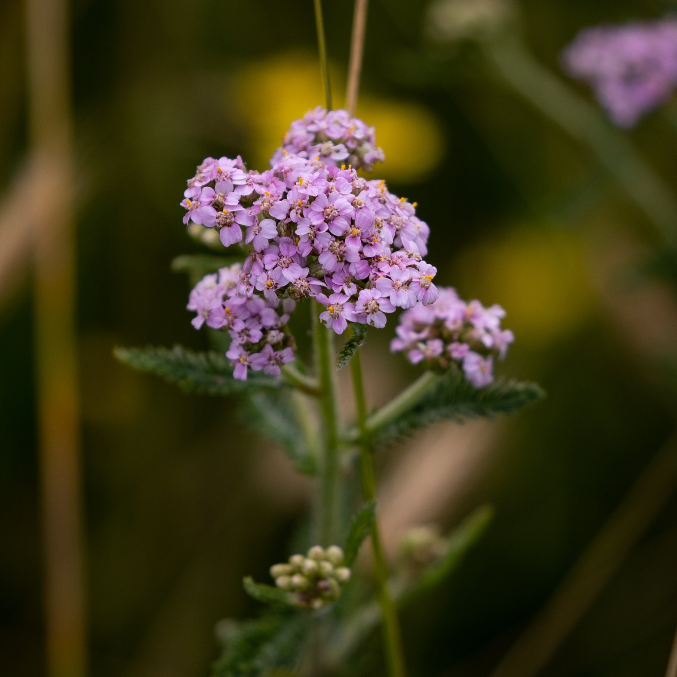 Sommerfuglebusk - Buddleja davidii butterfly Candy