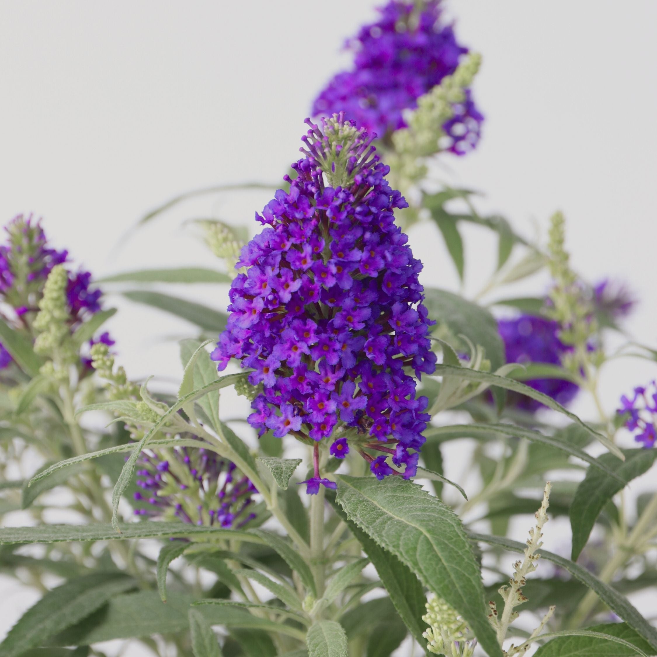 Sommerfuglebusk - Buddleja davidii butterfly Candy
