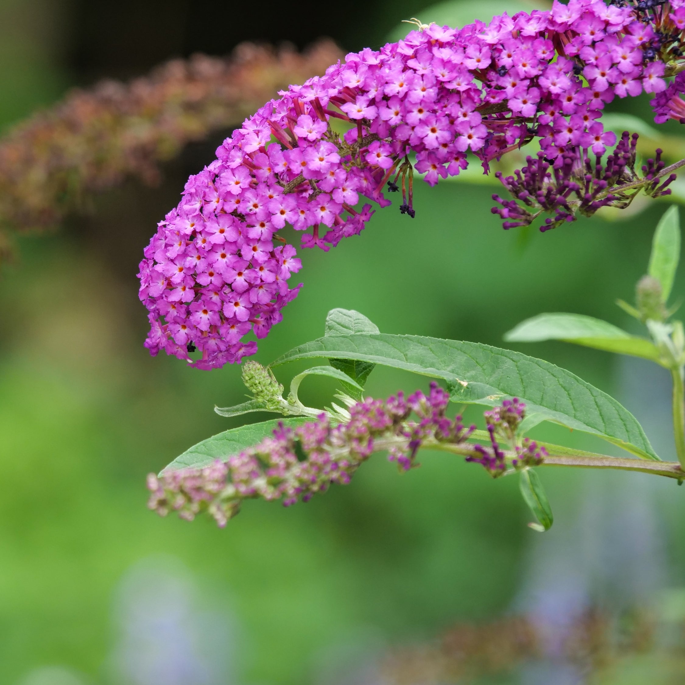 Sommerfuglebusk - Buddleja davidii butterfly Candy