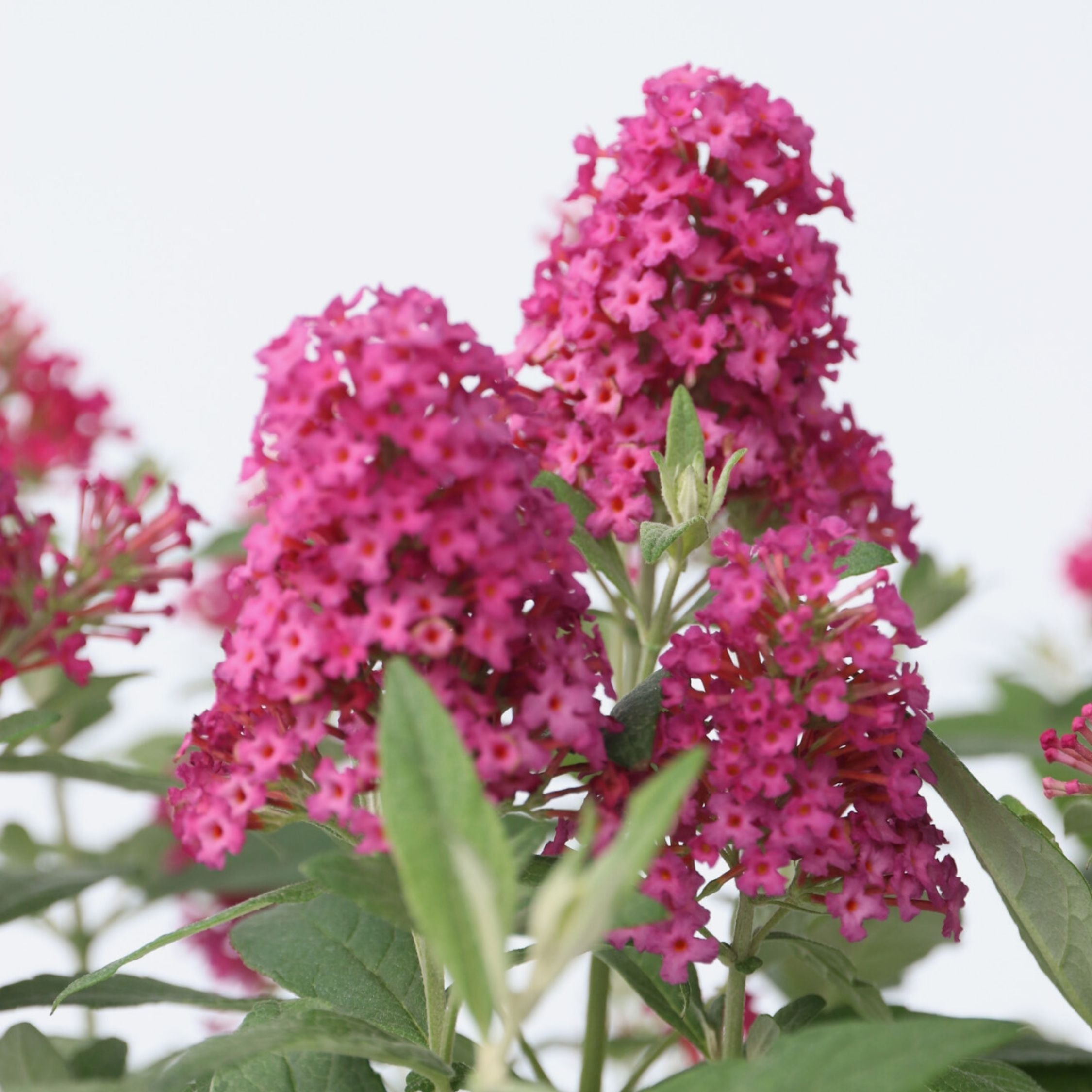 Sommerfuglebusk - Buddleja davidii butterfly Candy